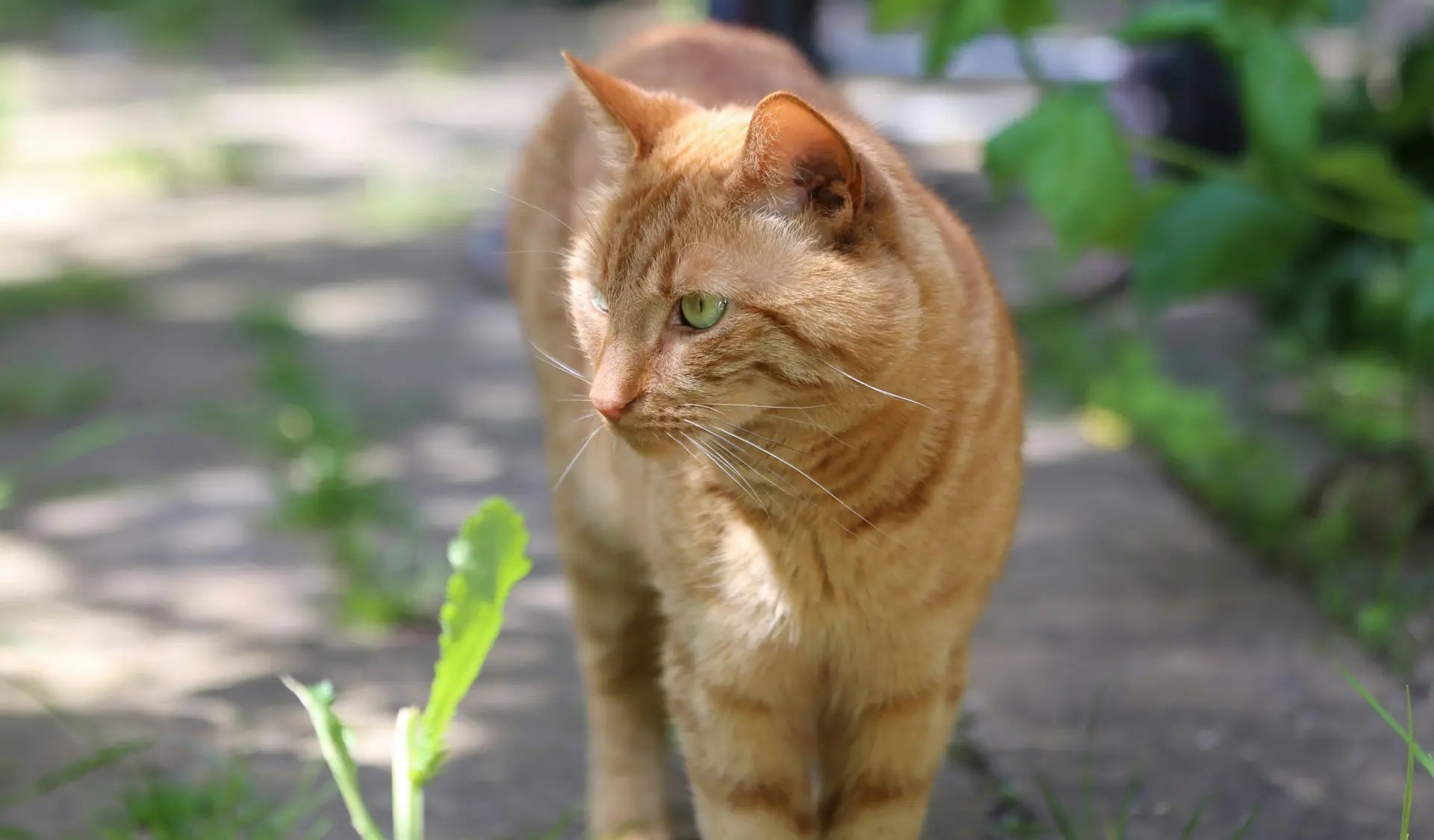 Katze läuft im Herbst durch den Garten, Risiko für Herbstgrasmilben