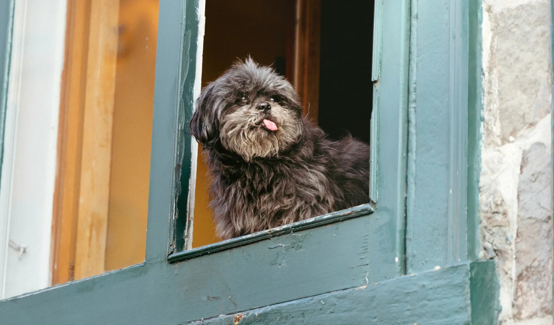 Hund sitzt allein am Fenster und wartet auf sein Frauchen.