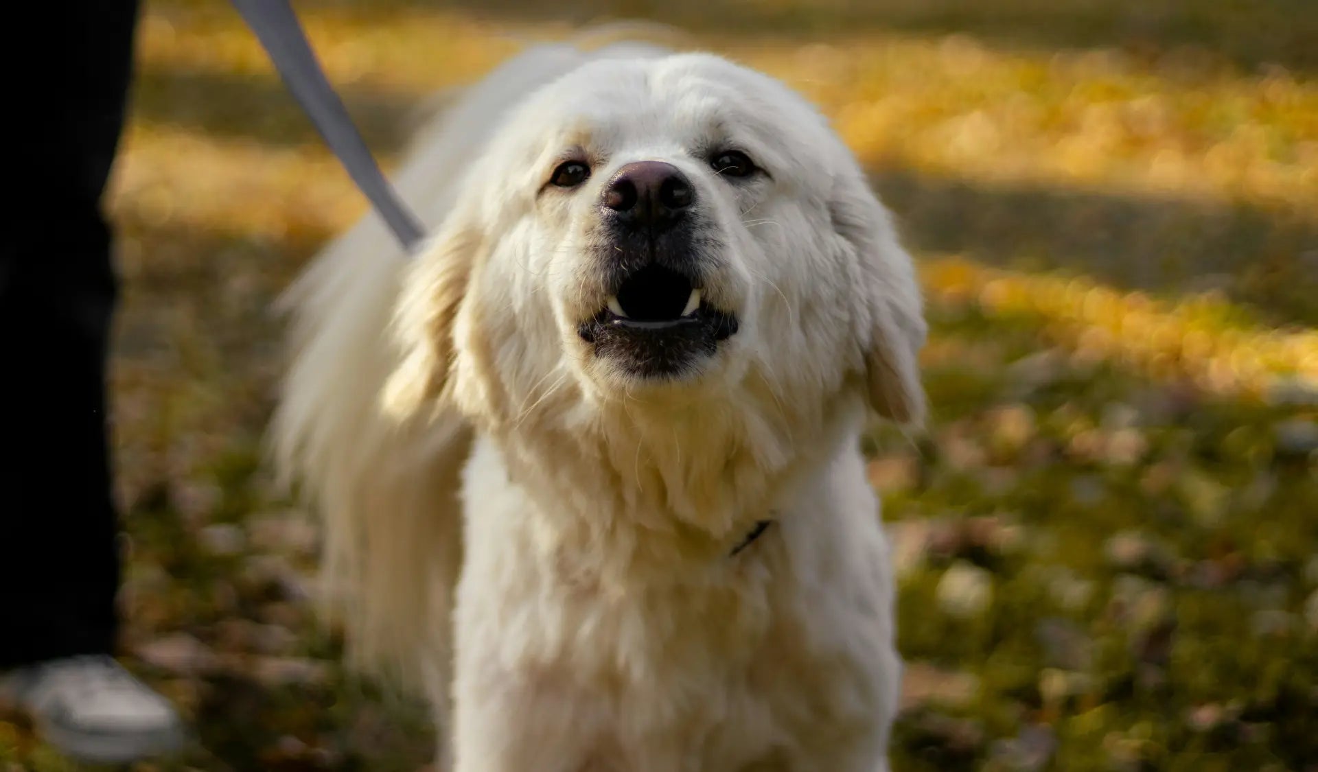 Hund bellt aufgeregt an der Leine auf einer Wiese.