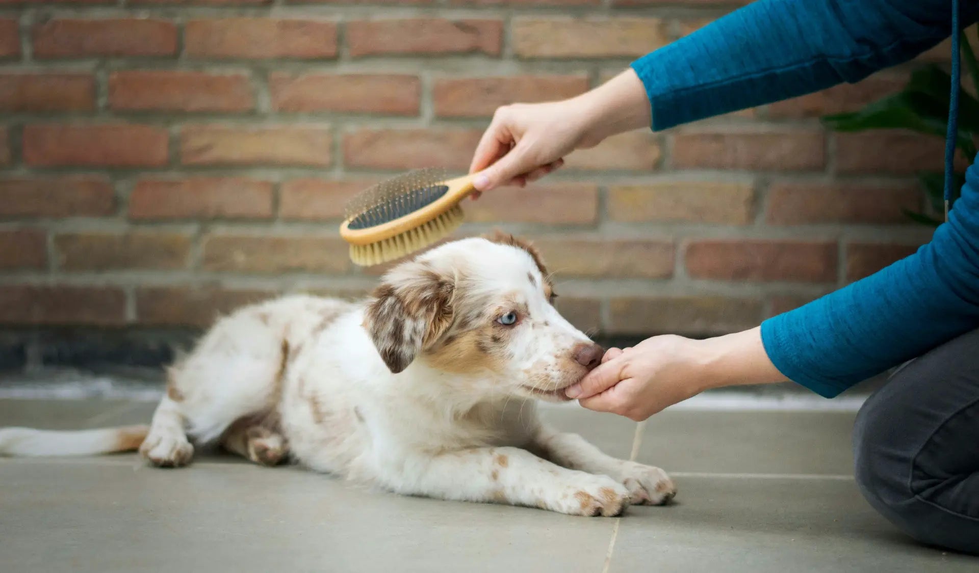 Hund wird von Besitzerin sorgfältig mit einer Bürste gepflegt – Fell bürsten als Teil der regelmäßigen Hundepflege.