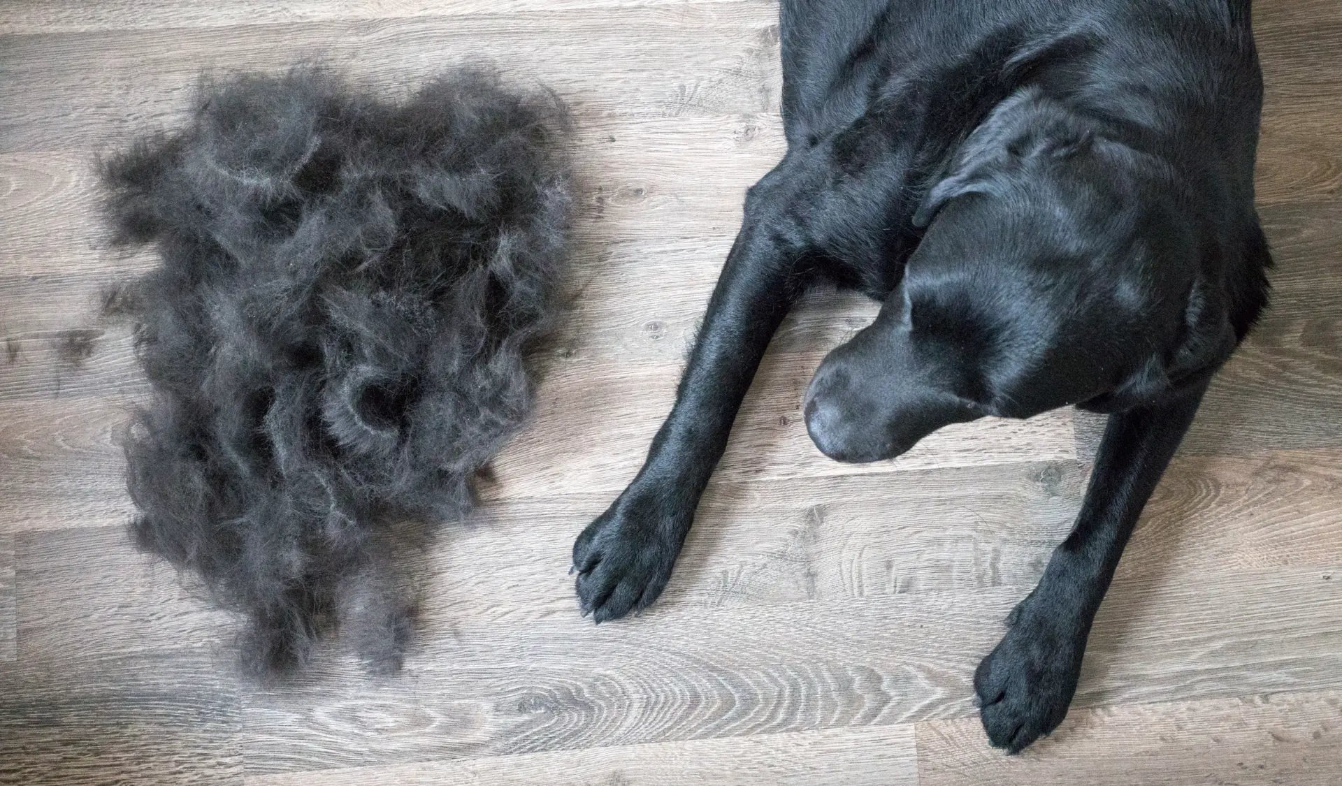 Hund wird während des Fellwechsels mit einer Bürste gepflegt – lose Haare liegen neben dem Hund auf dem Boden.