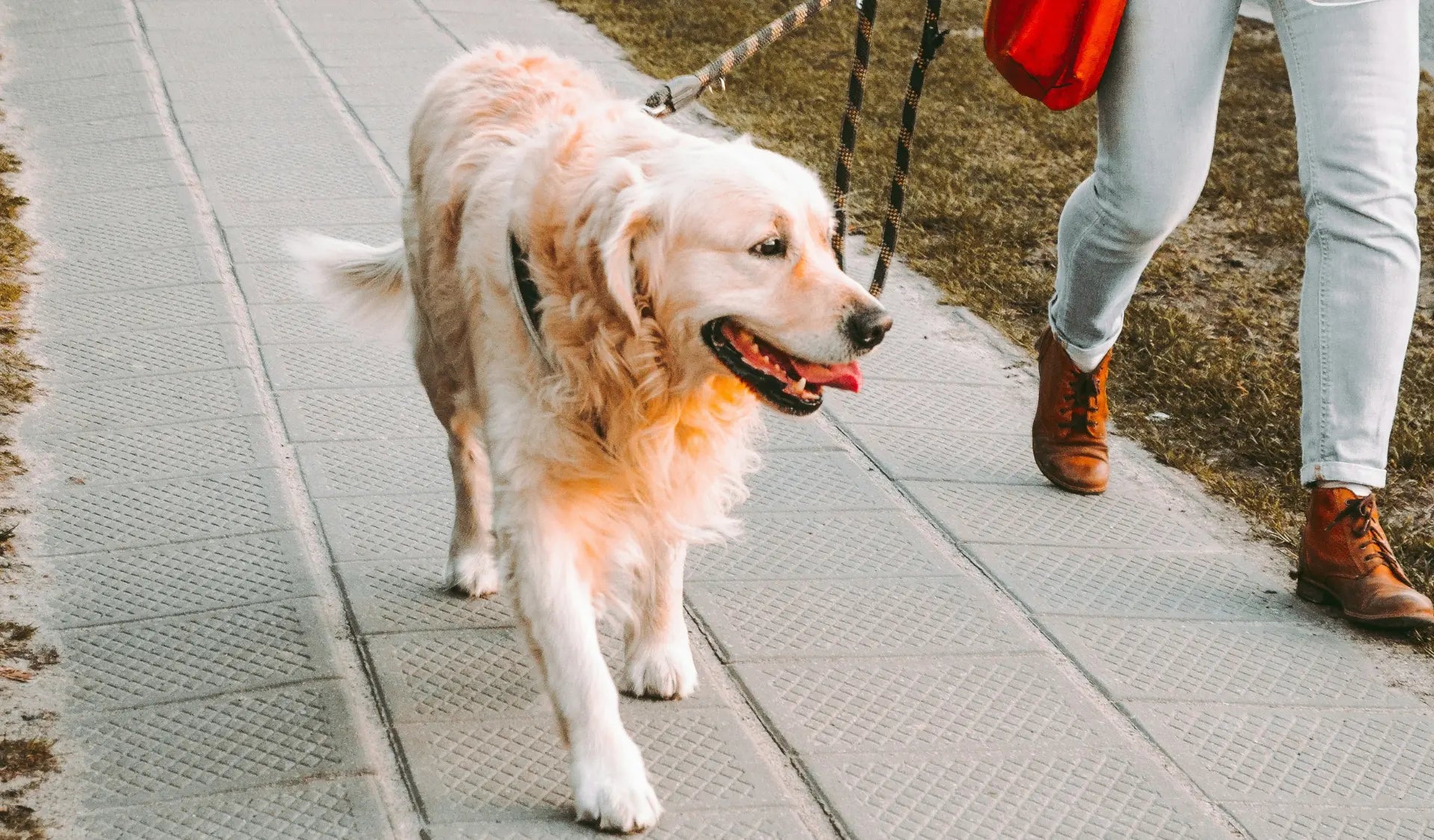 Hund mit Geschirr und Leine beim Spaziergang mit Besitzer