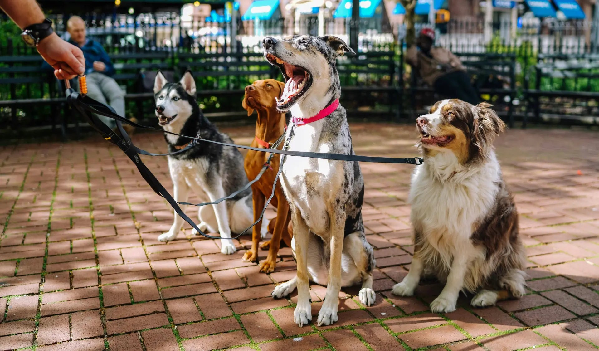  Hunde mit Geschirr beim Spaziergang – Halsband oder Geschirr im Vergleich