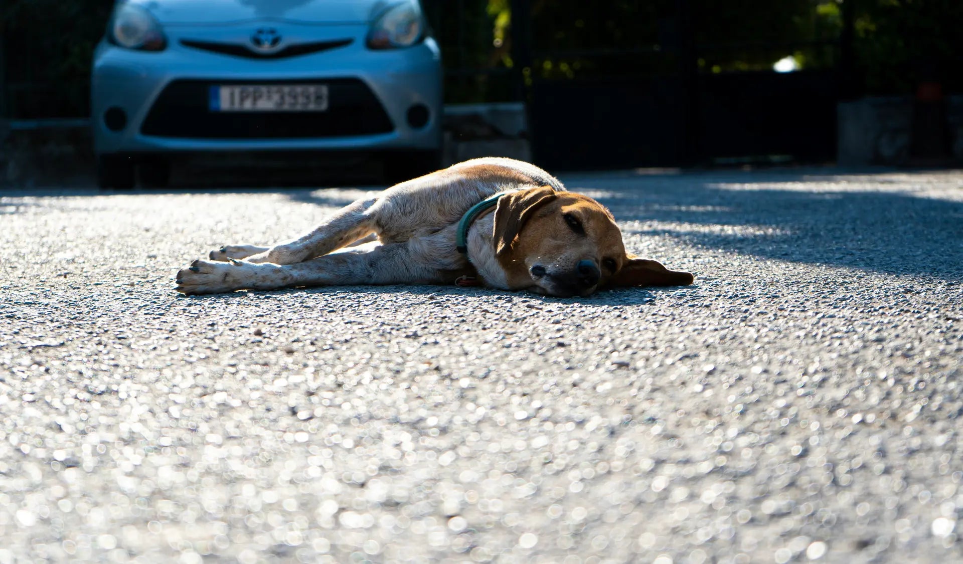 Hund liegt erschöpft im Schatten an einem heißen Sommertag – Überhitzung beim Hund rechtzeitig erkennen.