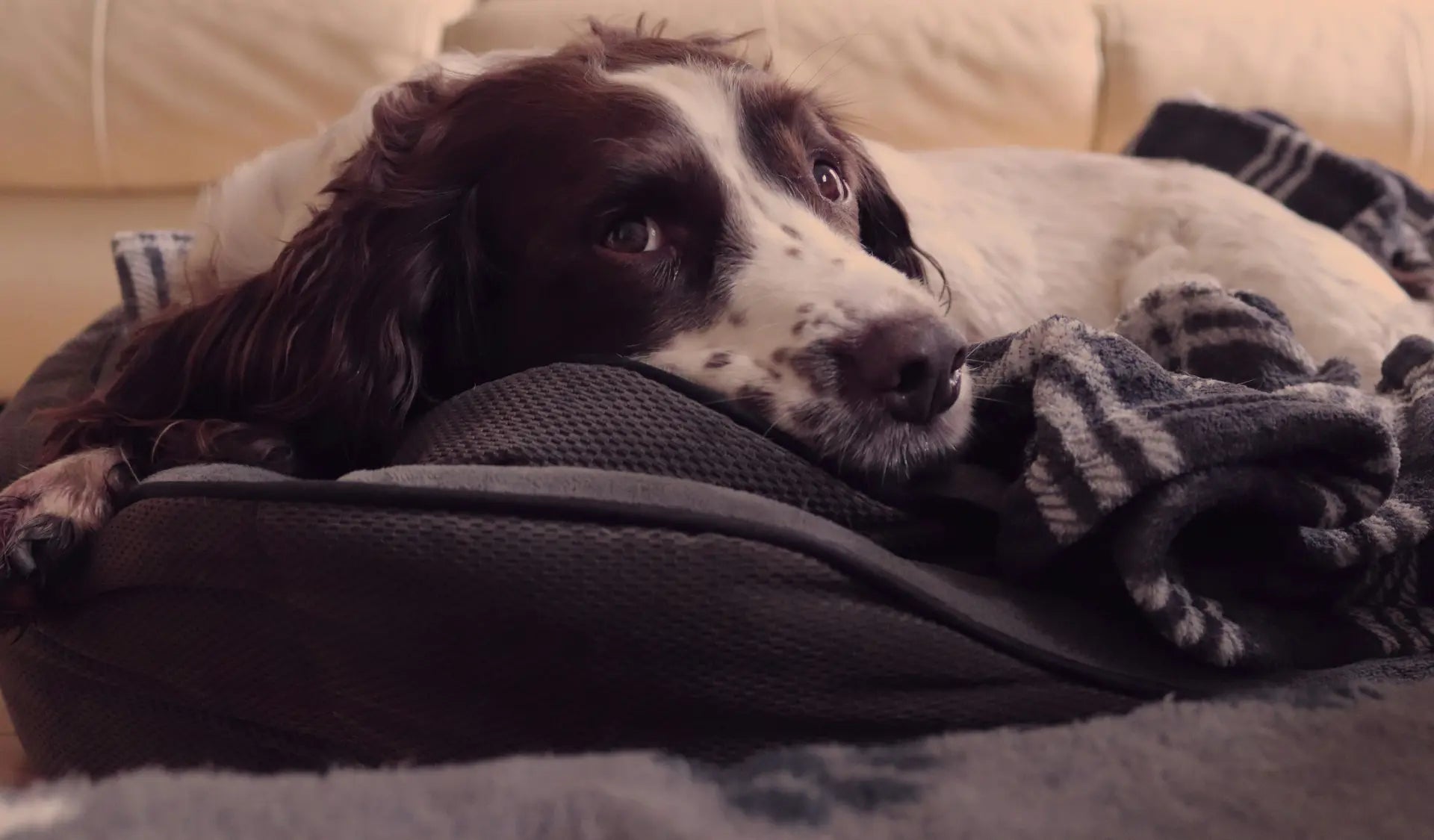 Hund liegt entspannt in einem weichen, gemütlichen Hundebett.