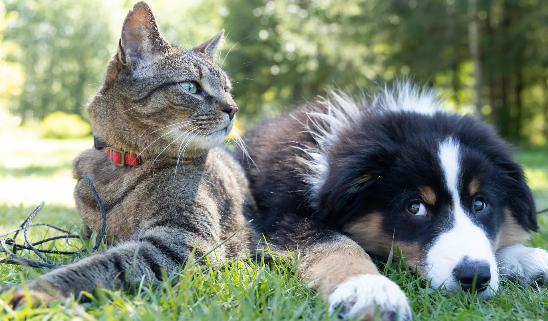 Hund und Katze liegen gemeinsam zuhause – Haustiere im selben Haushalt teilen Parasitenrisiken wie Flöhe