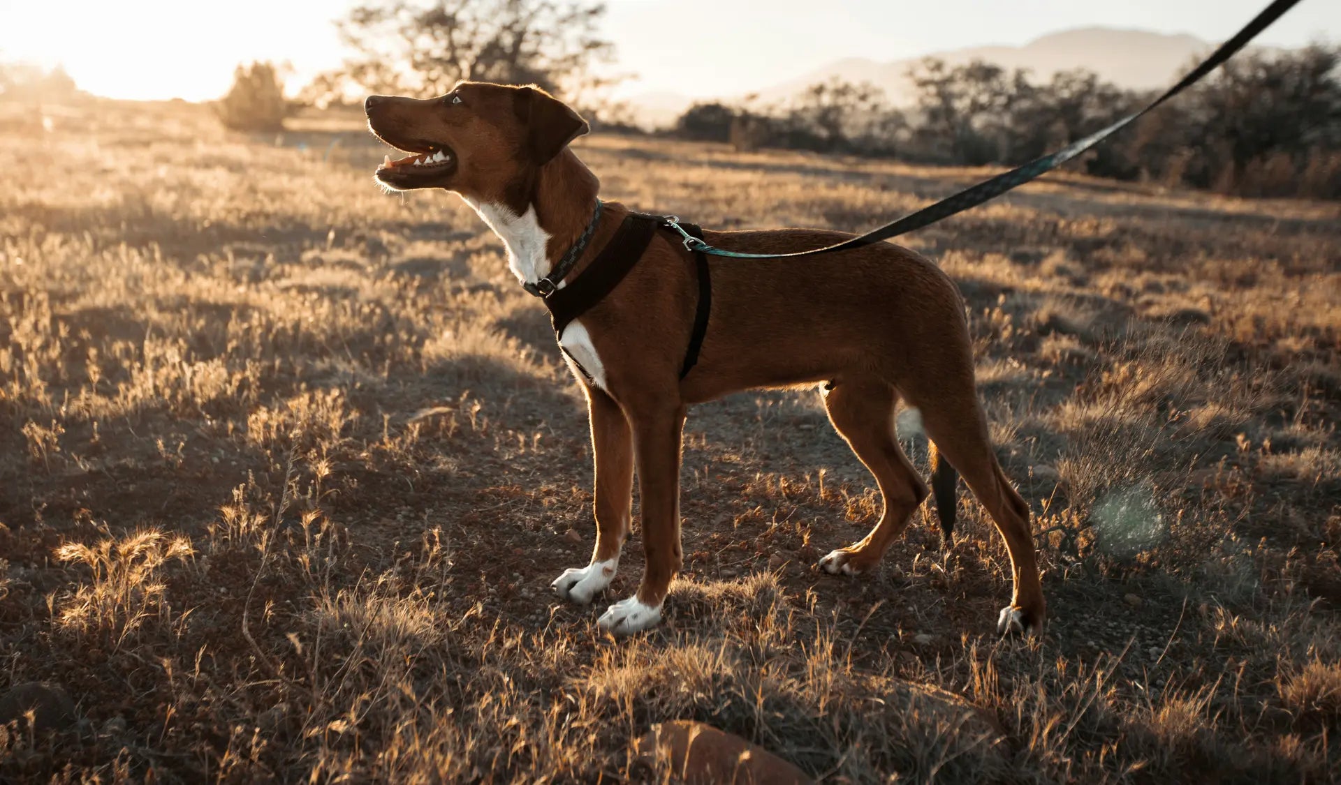 Hund mit Besitzer beim Spaziergang an der Leine – Hundeleine Länge und Material im Vergleich