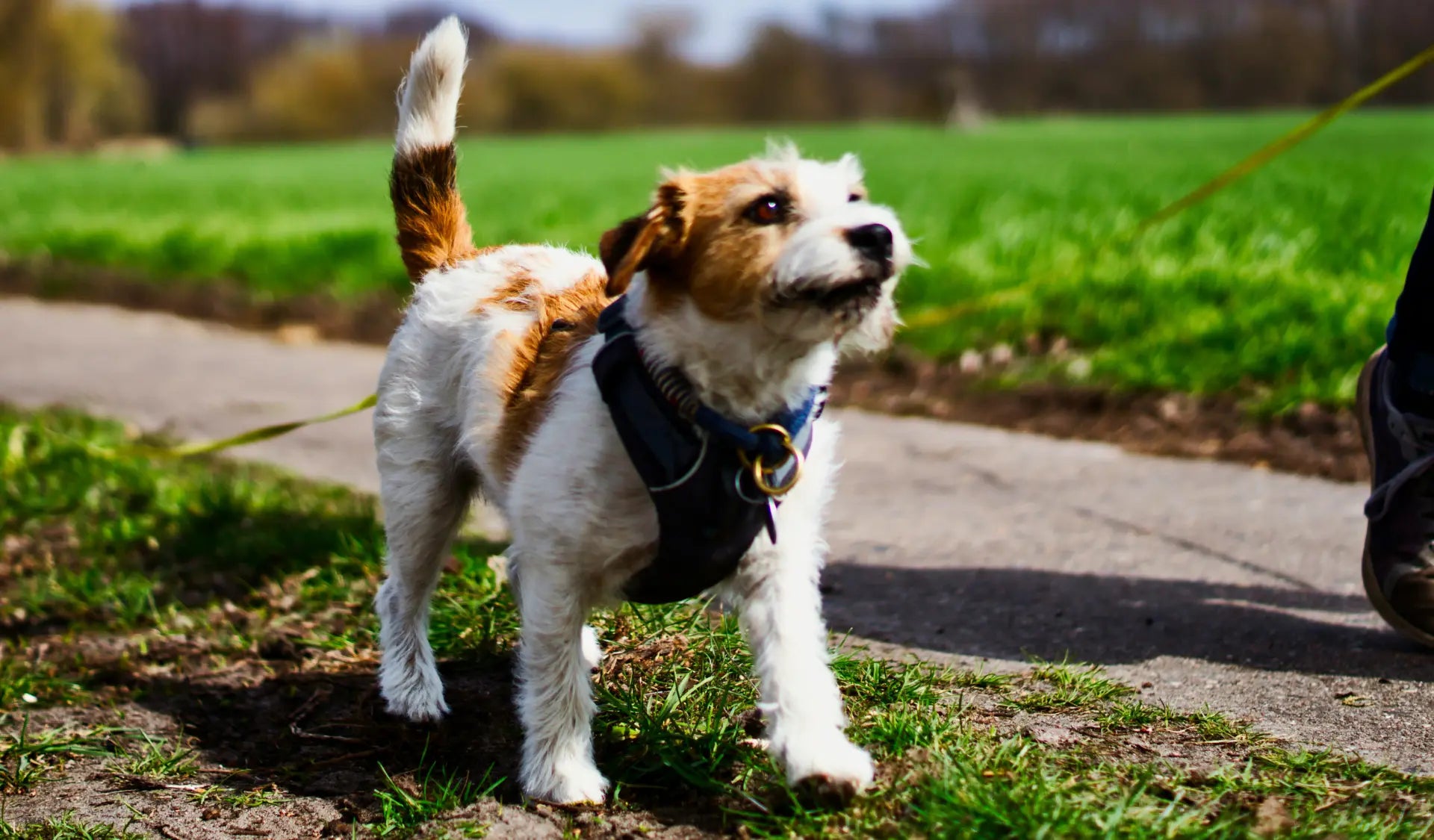 Hund mit No-Pull-Geschirr beim Leinentraining – Anti-Zug-Geschirr für Hunde
