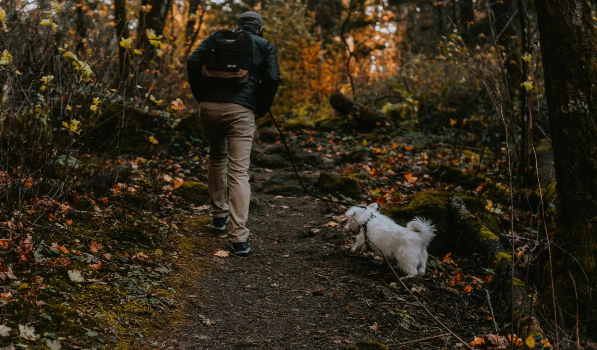 Hund schnuppert am Boden an Eicheln und Bucheckern im Herbstlaub