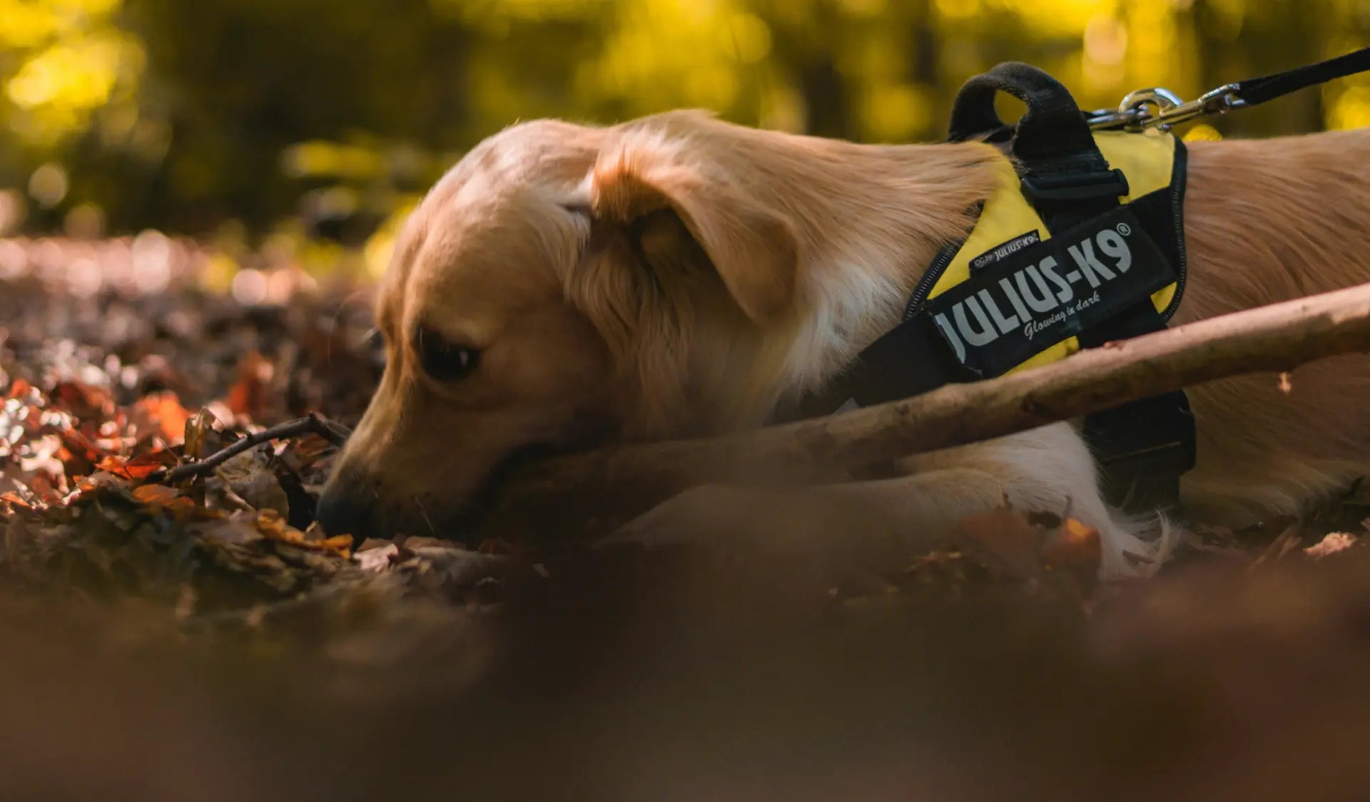 Hund schnuppert im Herbstlaub an Kastanien während des Spaziergangs.