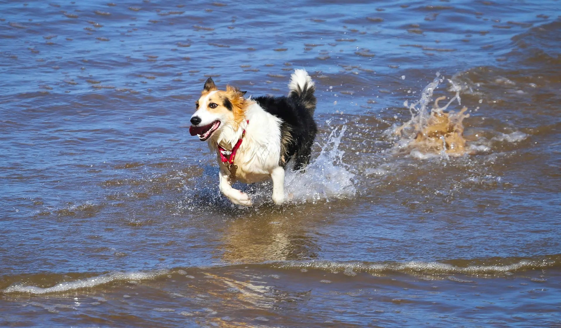 Hund badet fröhlich in einem See und schwimmt an einem sonnigen Sommertag