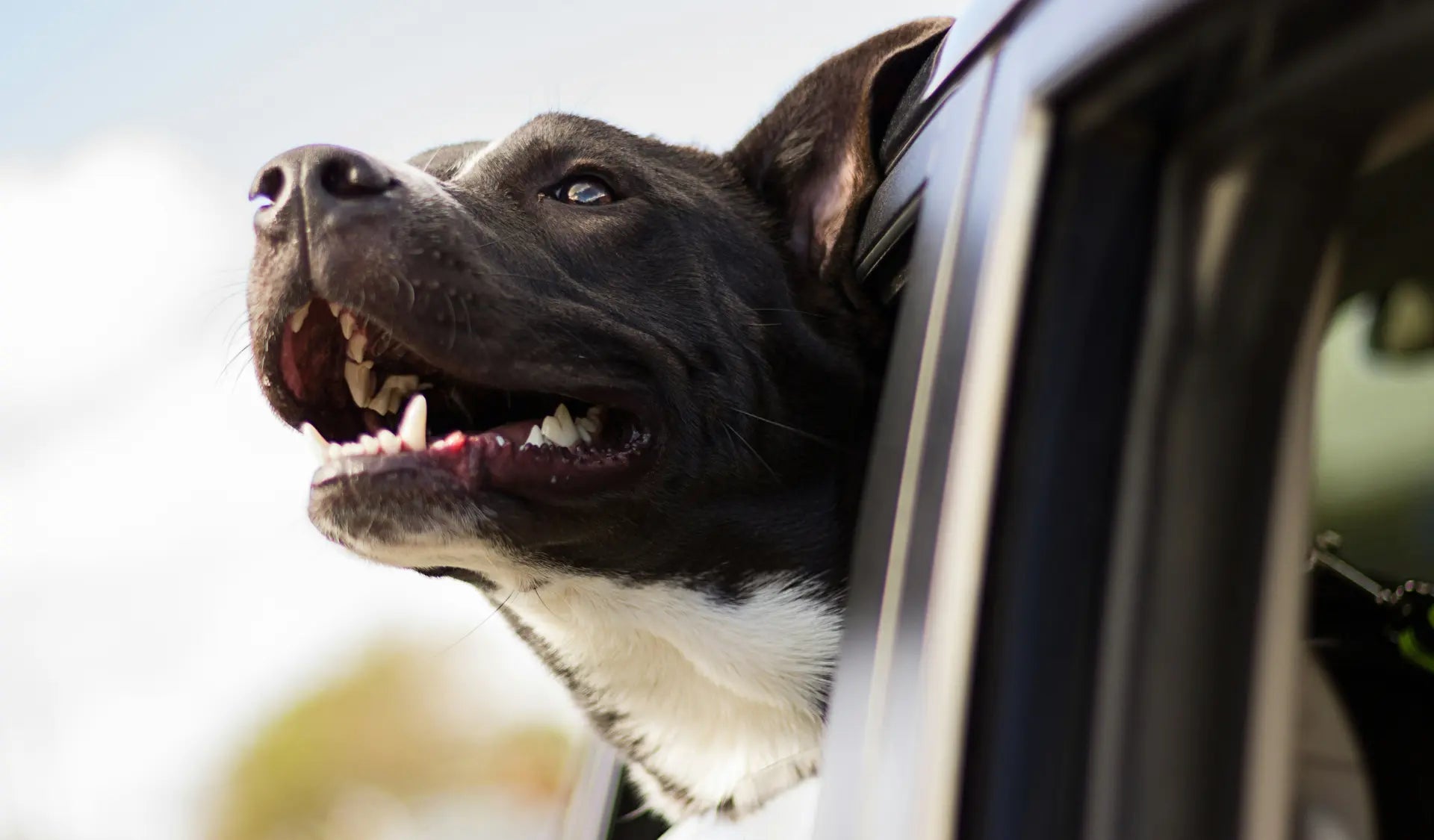 Hund sitzt entspannt auf dem Rücksitz eines Autos bereit für einen Ausflug.