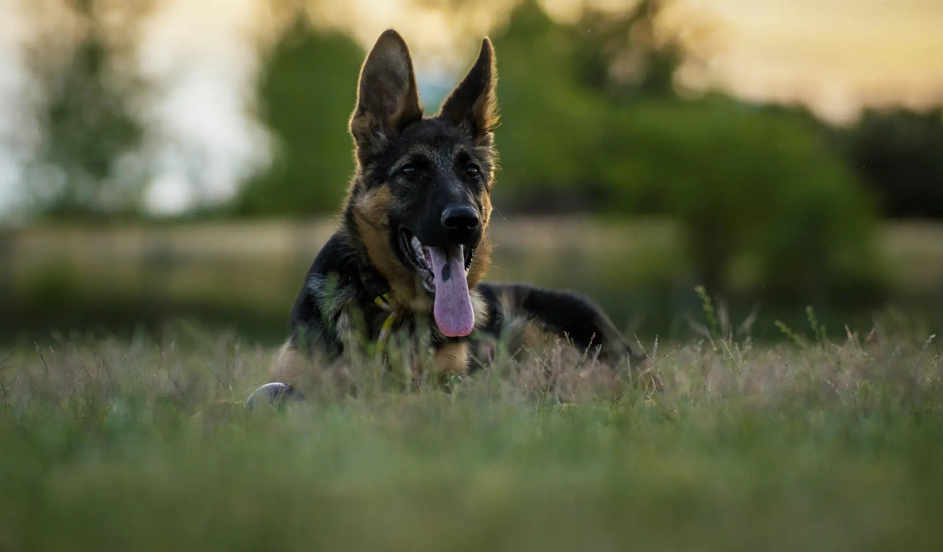 Alt-Text:          Deutscher Schäferhund läuft durch Wald und Unterholz – typisches Habitat für Zecken beim Hund.