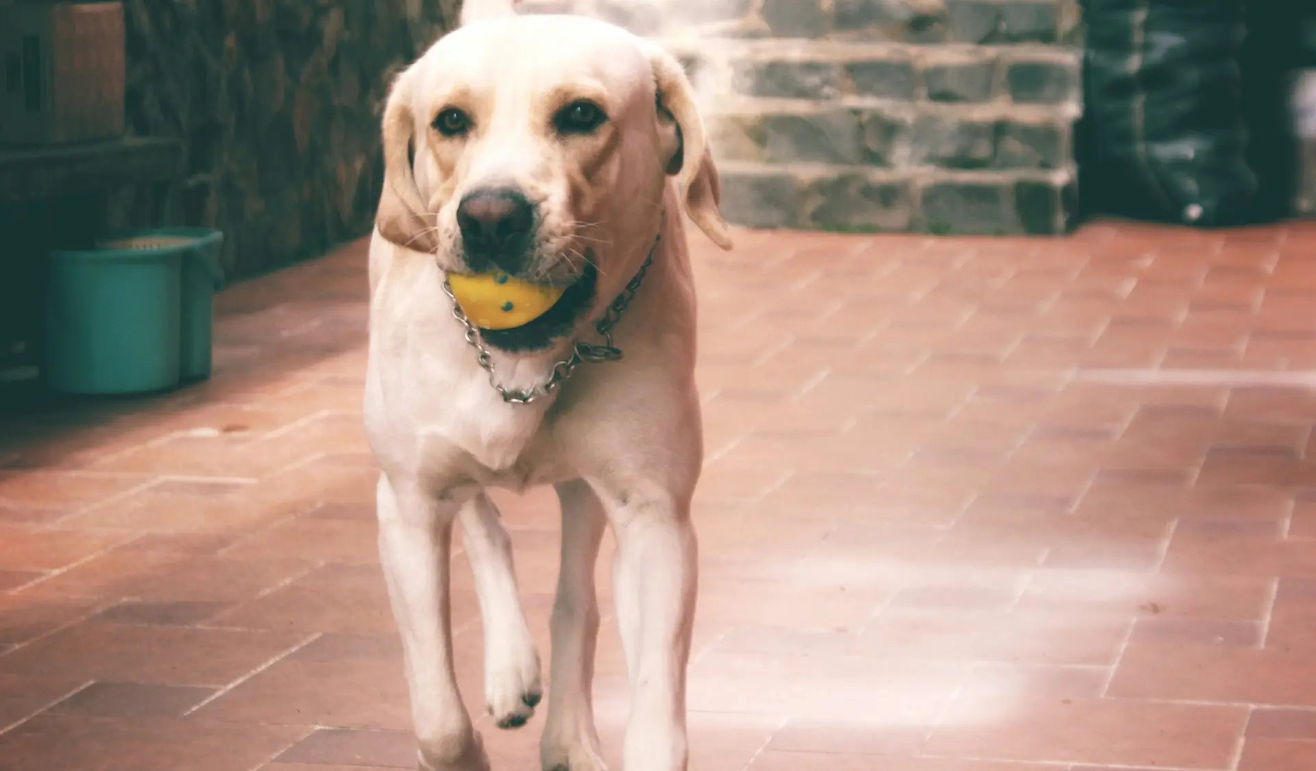 Hund spielt konzentriert mit einem Spielzeug und hat einen Ball in seinem Mund.