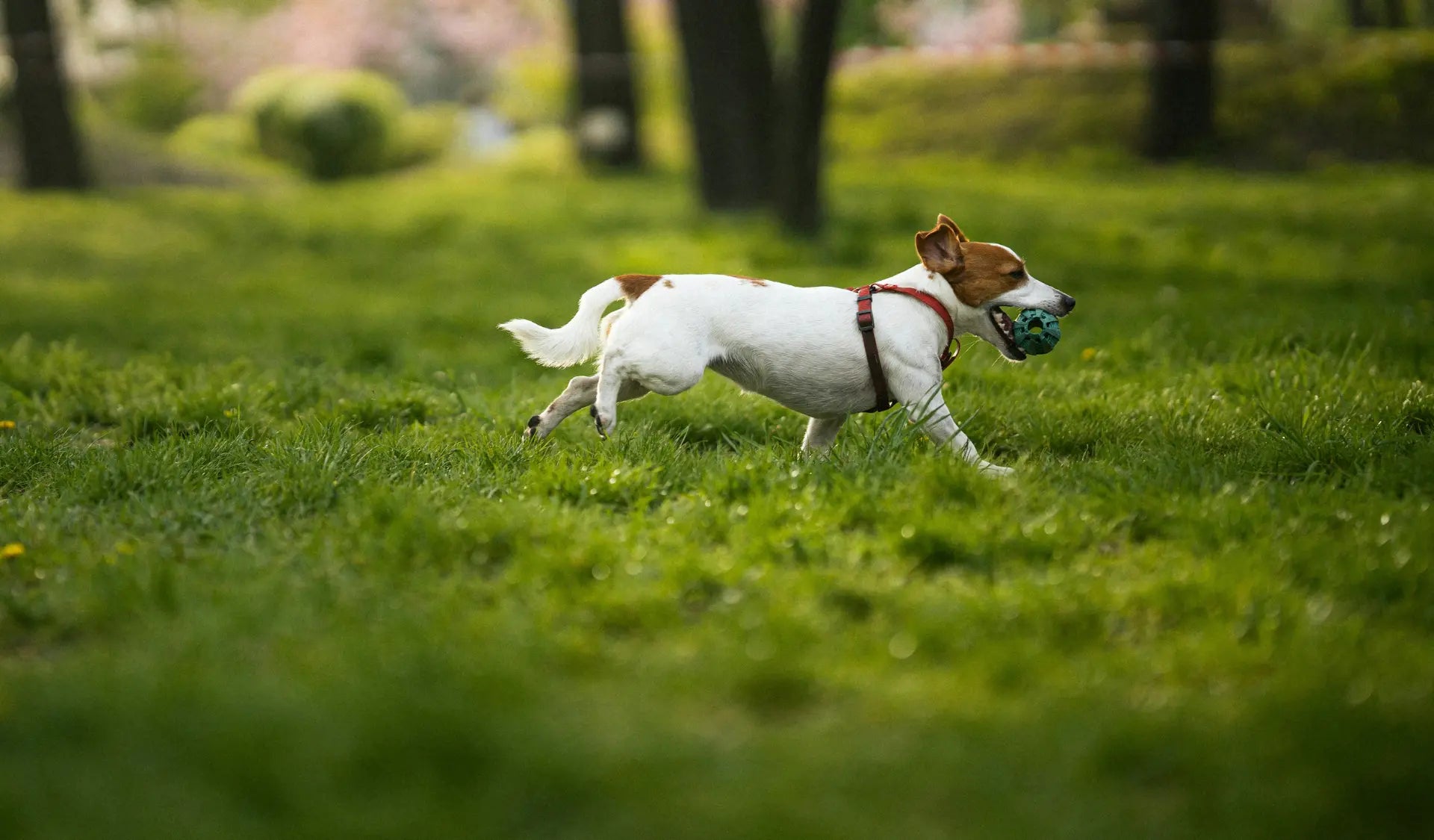 Hund läuft freudig auf seinen Halter zu auf einer grünen Wiese.
