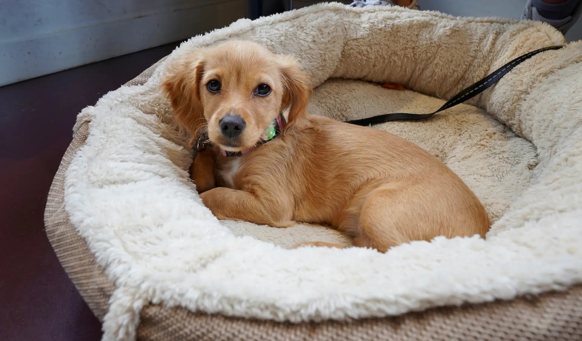 Ein kleiner Hund liegt enstpannt auf einem passenden Hundebett für seine Größe.