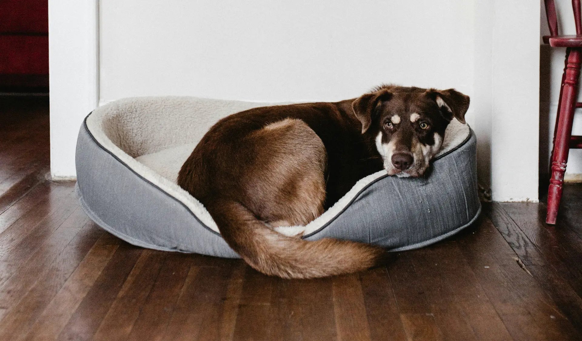 Hund liegt entspannt in einem Hundebett im Wohnzimmer an ruhigem Standort