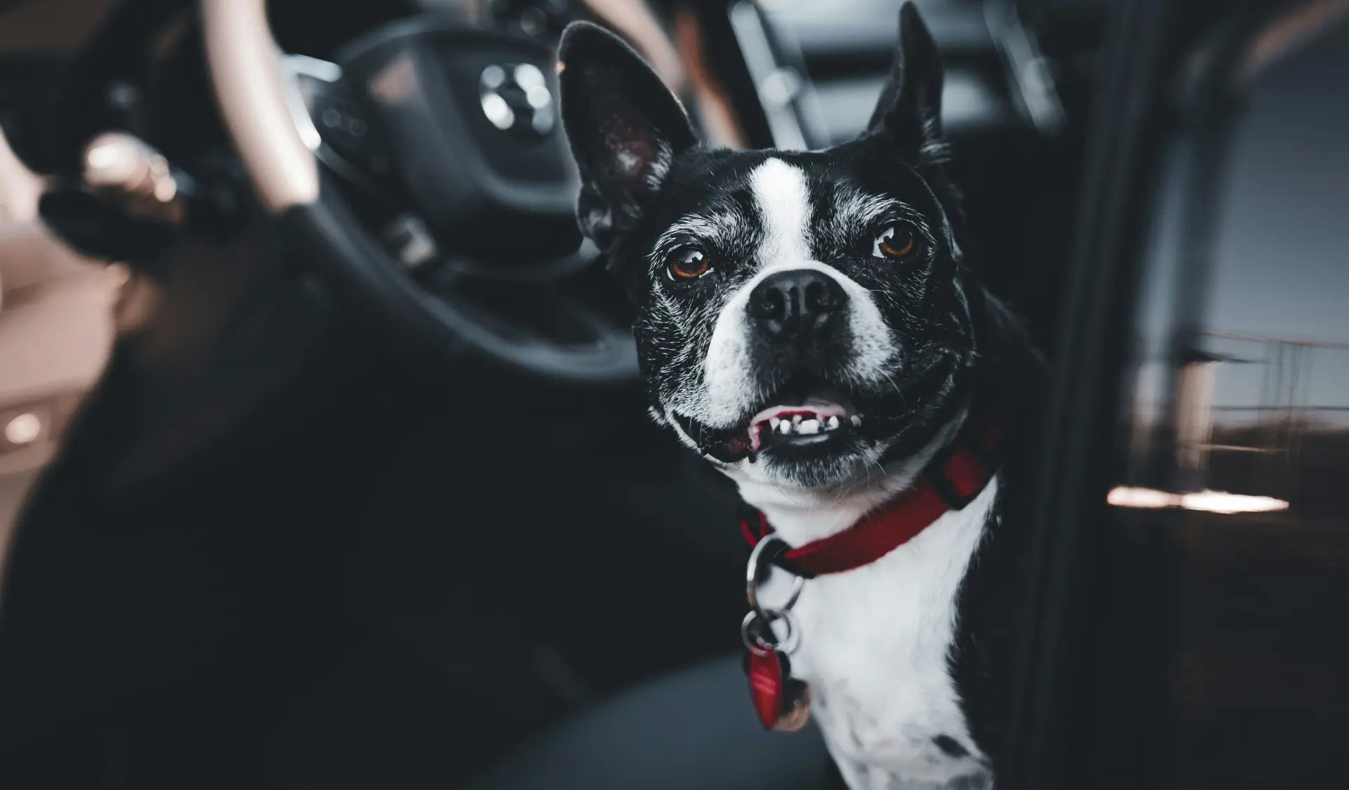 Hund sitzt ruhig und glücklich im Auto und wird sicher transportiert.