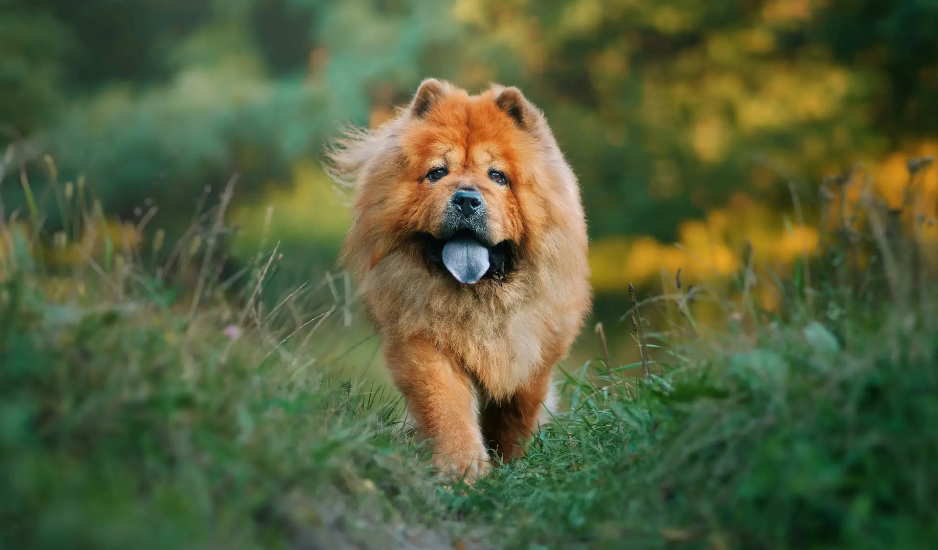 Langhaariger Hund spaziert entspannt im Freien – Hundepflege je nach Felltyp anpassen.