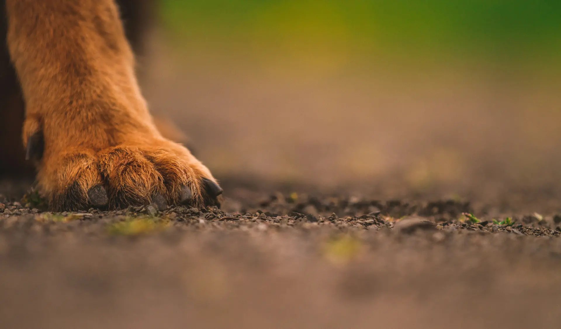 Nahaufnahme einer Hundepfote auf heißem Asphalt im Sommer – Pfoten schützen bei Hitze