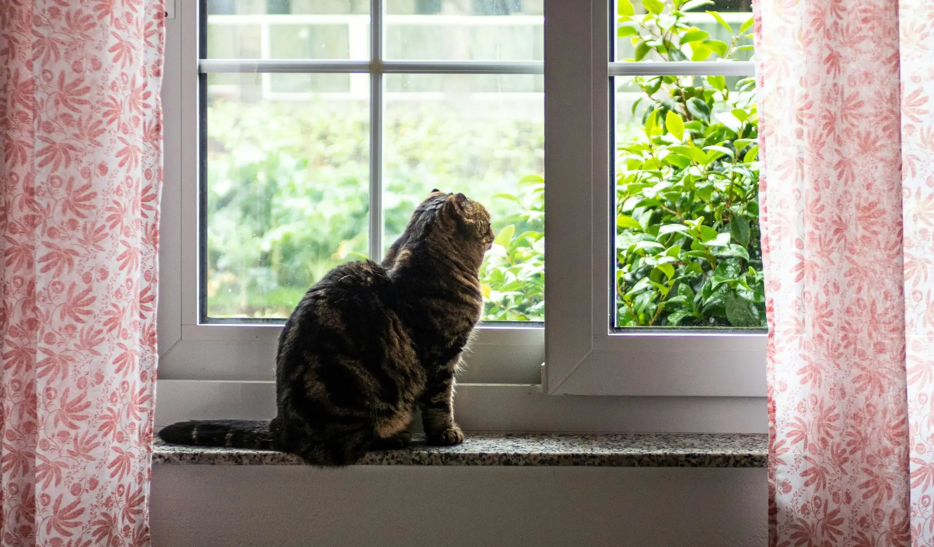 Katze sitzt alleine am Fenster und schaut nach draußen – ruhige Wohnungskatze ohne Freigang.