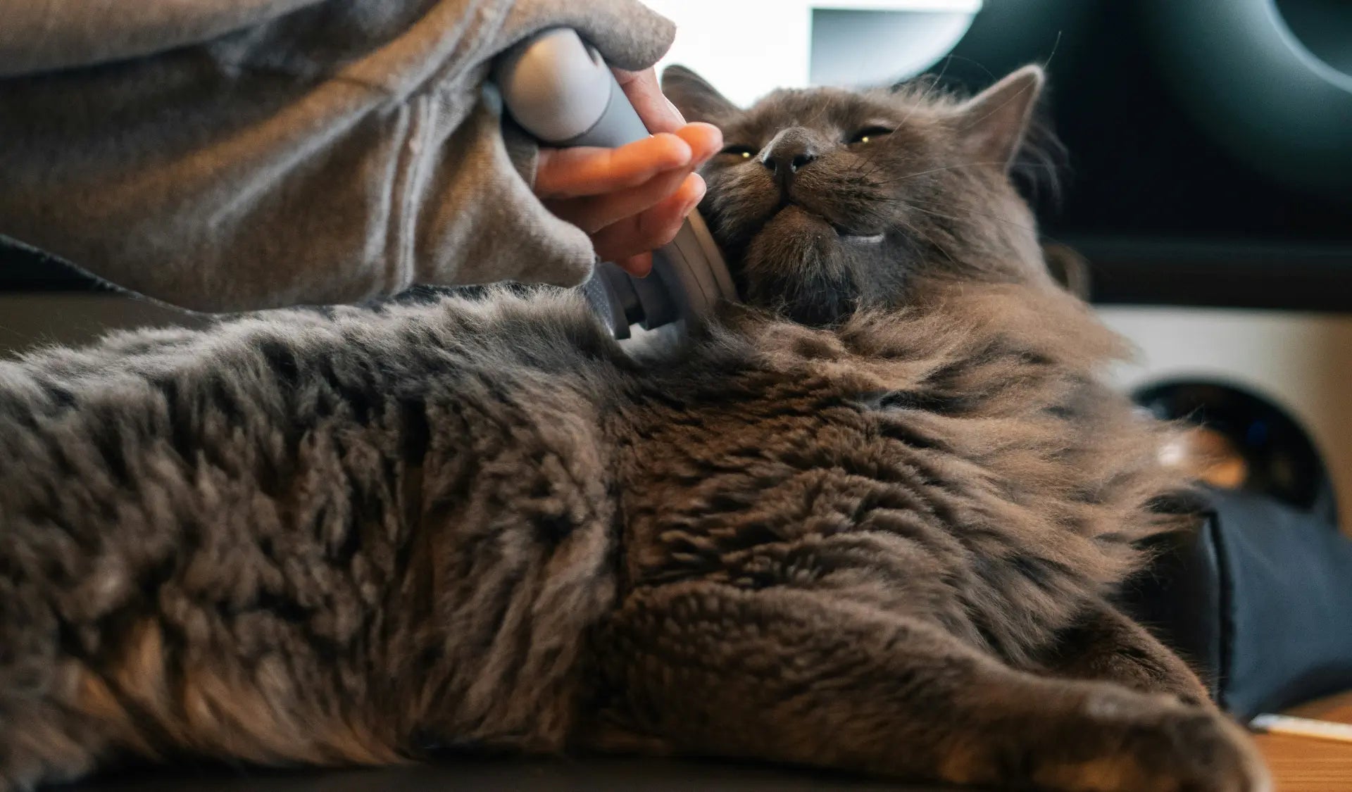 Person bürstet eine Katze zuhause für eine gesunde Fellpflege