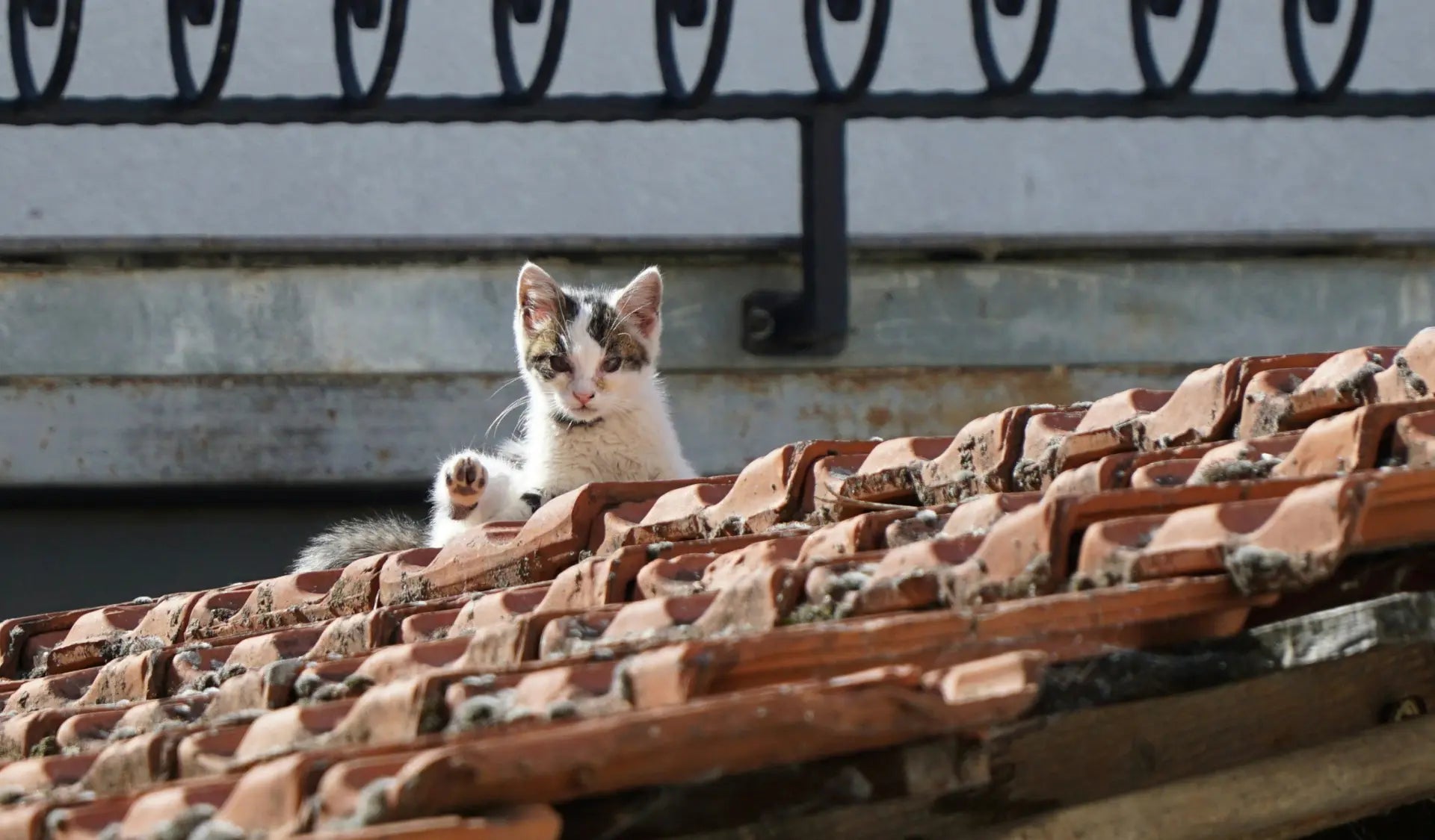 Katze sitzt im Garten im Gras und beobachtet die Umgebung – Freigänger oder Wohnungskatze als Entscheidungsfrage.