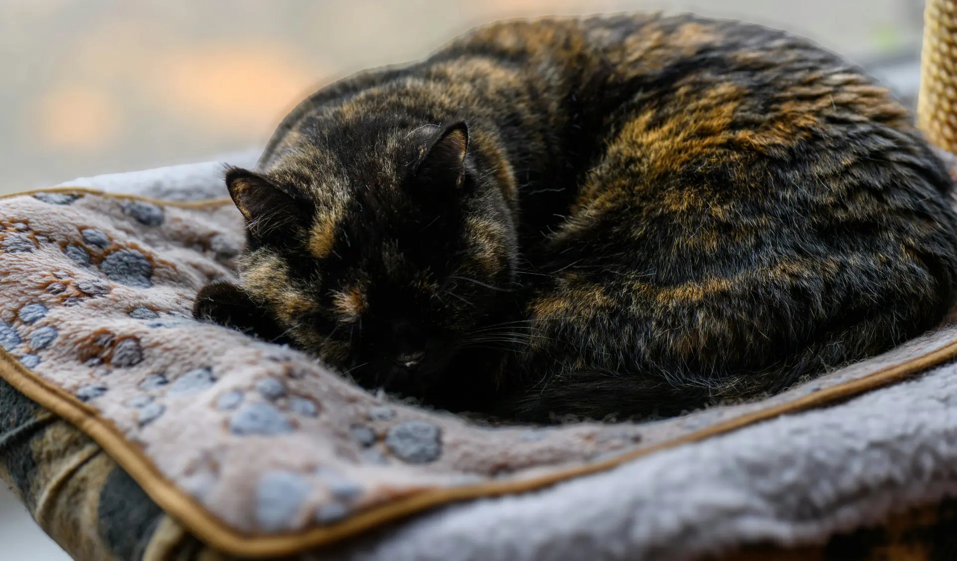 Zusammengerollte Katze auf warmem Bett, sie friert und sucht Wärme
