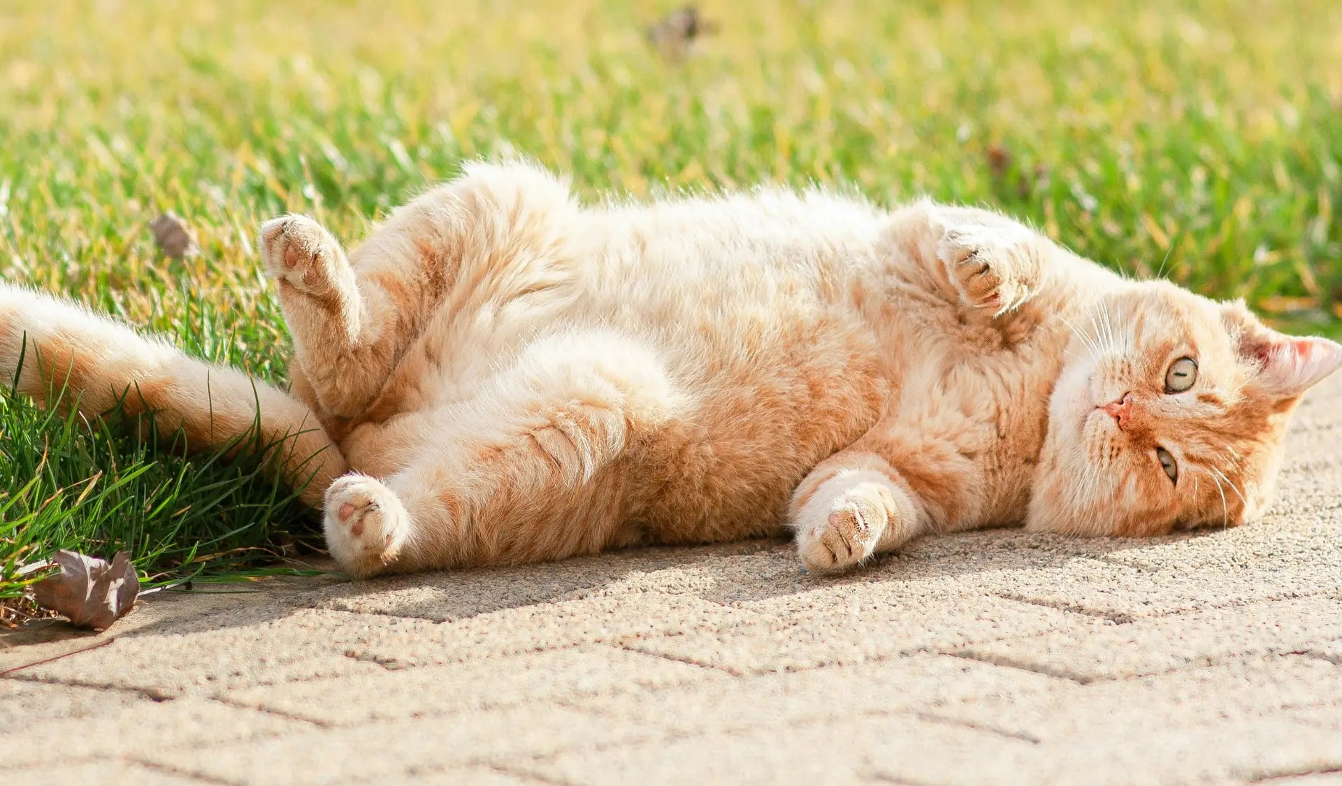Katze mit dichtem Fell liegt entspannt auf Steinen während des Frühlings-Fellwechsels