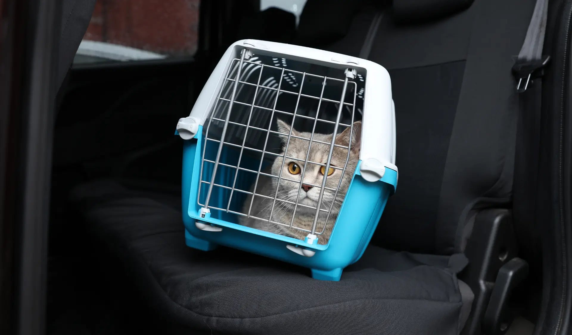 Katze sitzt ruhig in einer Transportbox auf dem Rücksitz eines Autos.