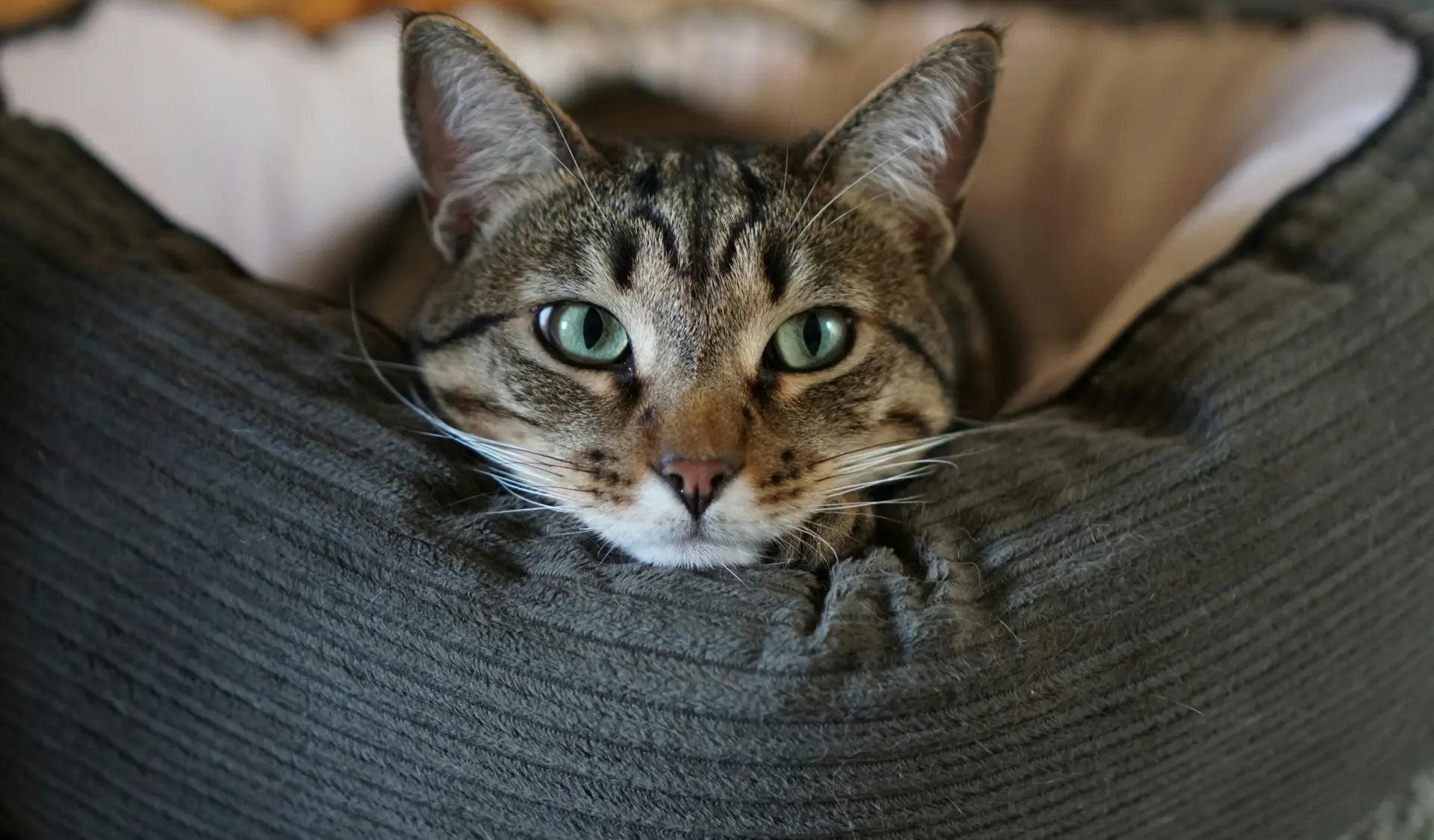 Katze liegt entspannt auf einem gemütlichen Katzenbett.