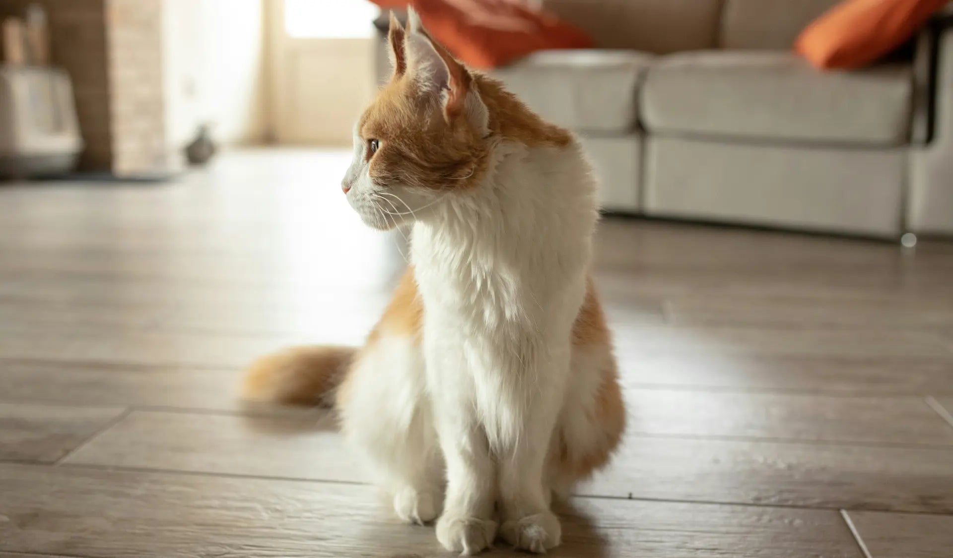 Katze schaut aufmerksam in eine Zimmerecke in einem hellen Wohnzimmer.