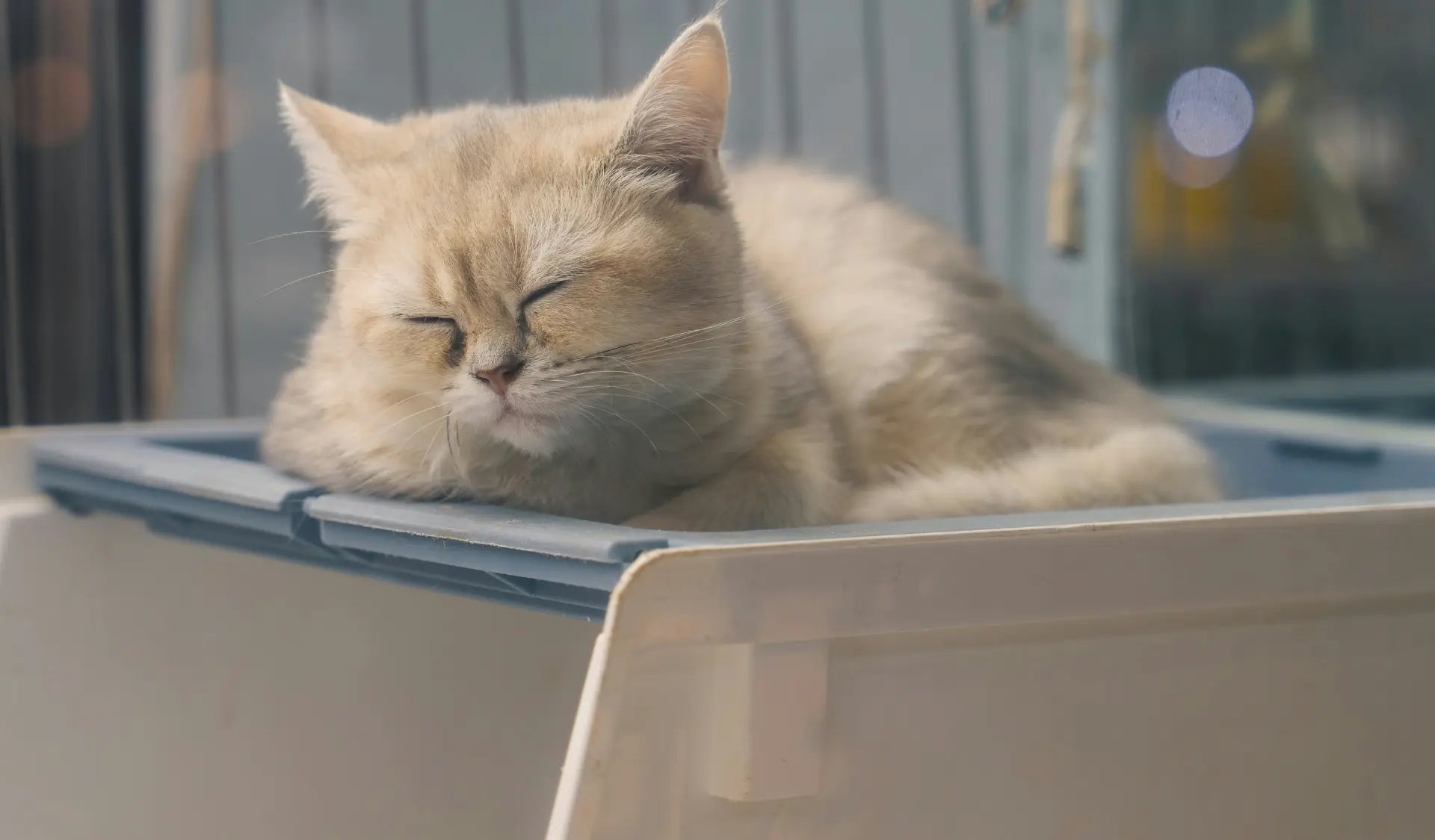 Katze sitzt aufmerksam in einer hellen, sauberen Wohnung neben ihrer Katzentoilette