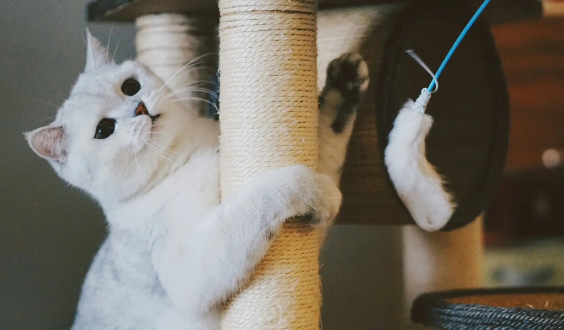 Katze kratzt an einem Kratzbaum aus Sisal in einer hellen Wohnung.