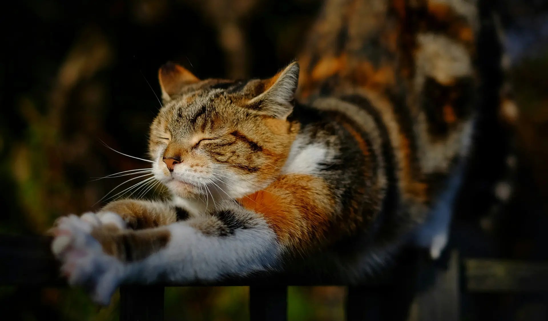 Katze kratzt aktiv an einem Kratzobjekt – natürliches Kratzverhalten von Katzen