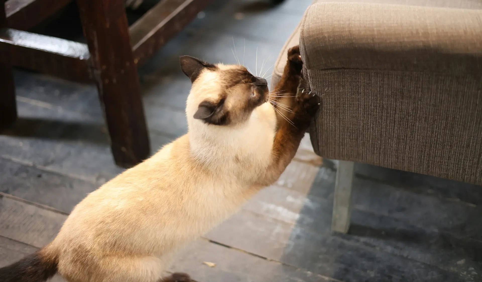 Katze kratzt an einem Sofa – Kratzen an Möbeln lässt sich mit dem richtigen Kratzobjekt dauerhaft umlenken