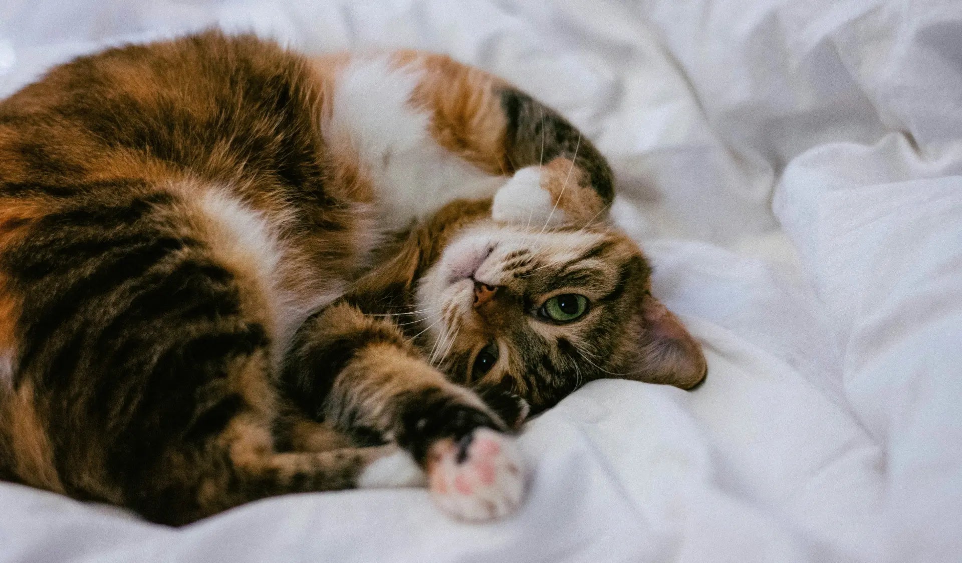 Katze kuschelt sich im Herbst in eine warme Decke ein