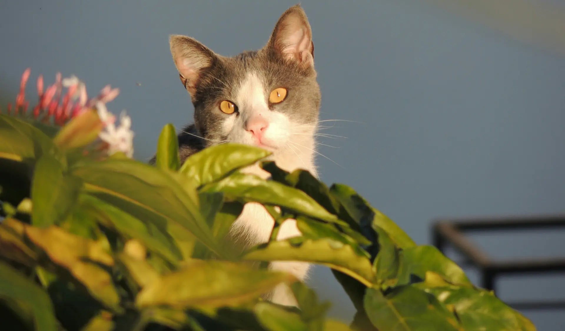 Katze sitzt neugierig neben einer Pflanze auf dem Balkon