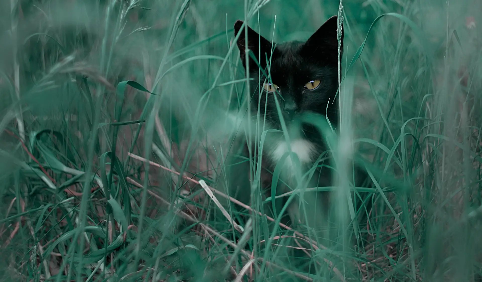 Schwarze Katze sitzt im hohen Gras draußen – typische Situation für Zecken bei Freigänger-Katzen