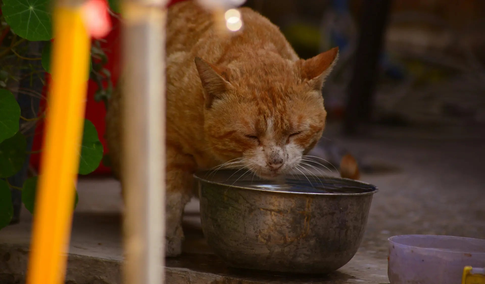 Katze trinkt Wasser aus einem breiten flachen Napf auf dem Boden