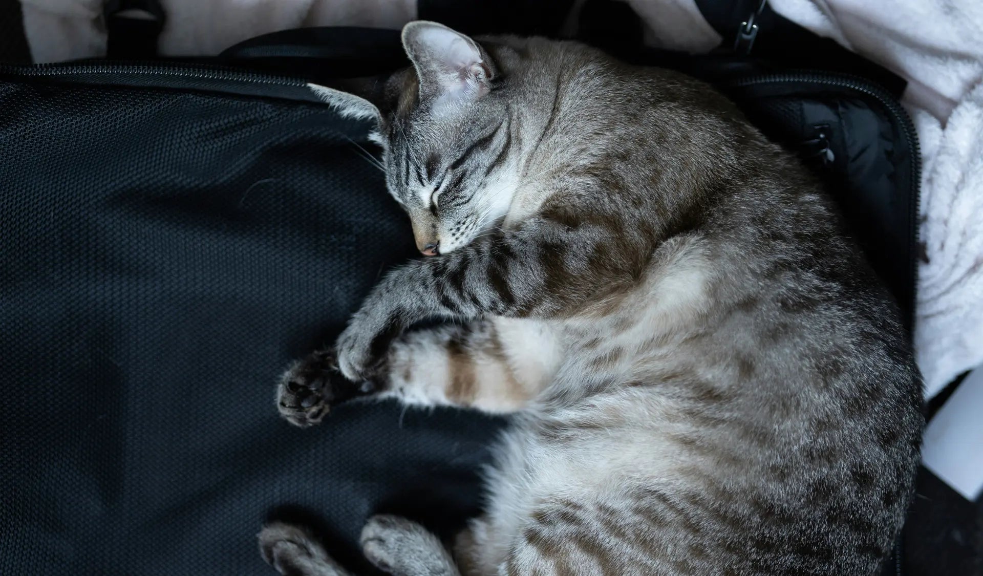 Katze liegt entspannt auf einem Koffer und schläft gemütlich.