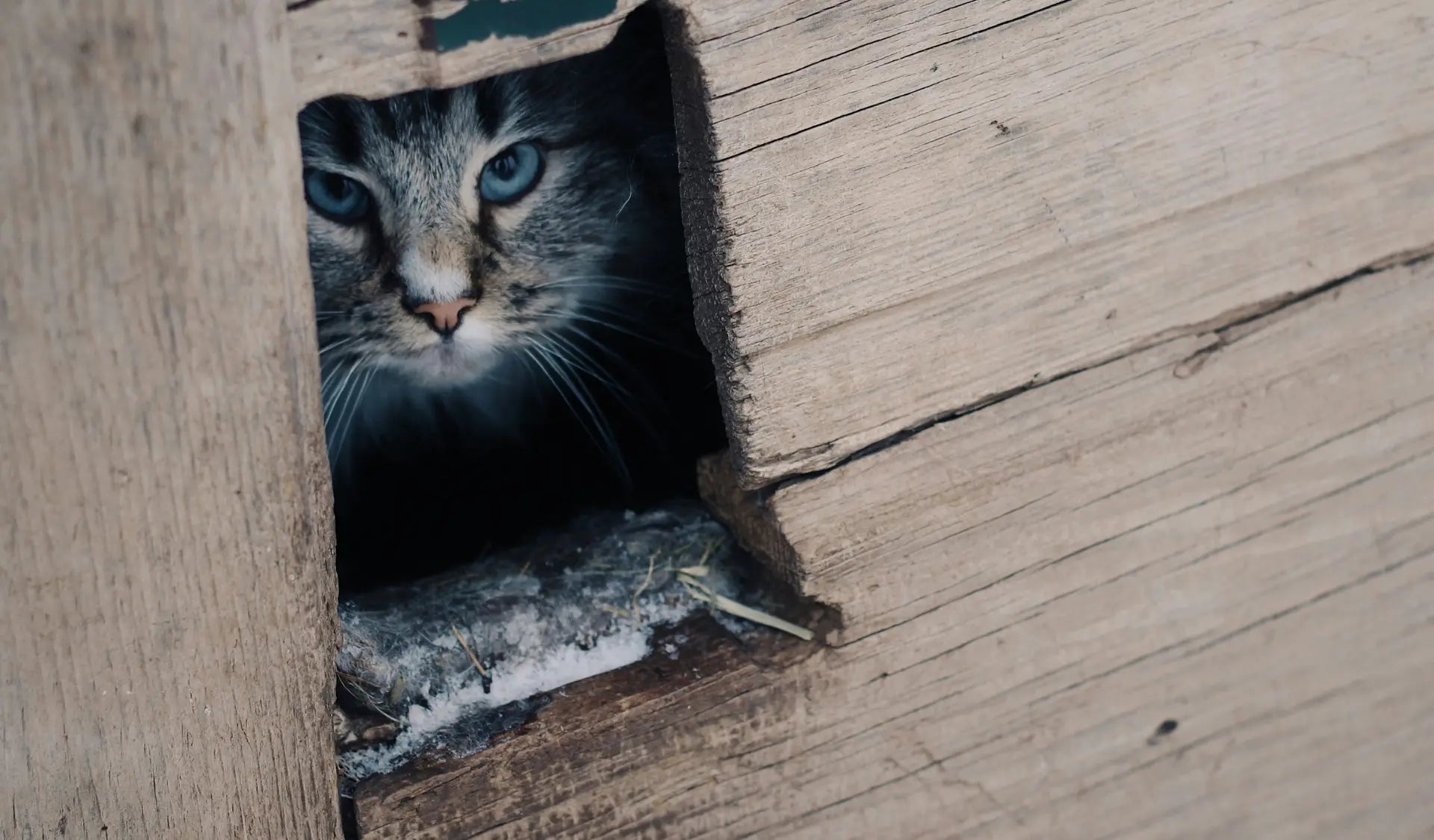 Katze sitzt ruhig und zurückgezogen an einem geschützten Platz und beobachtet ihre Umgebung