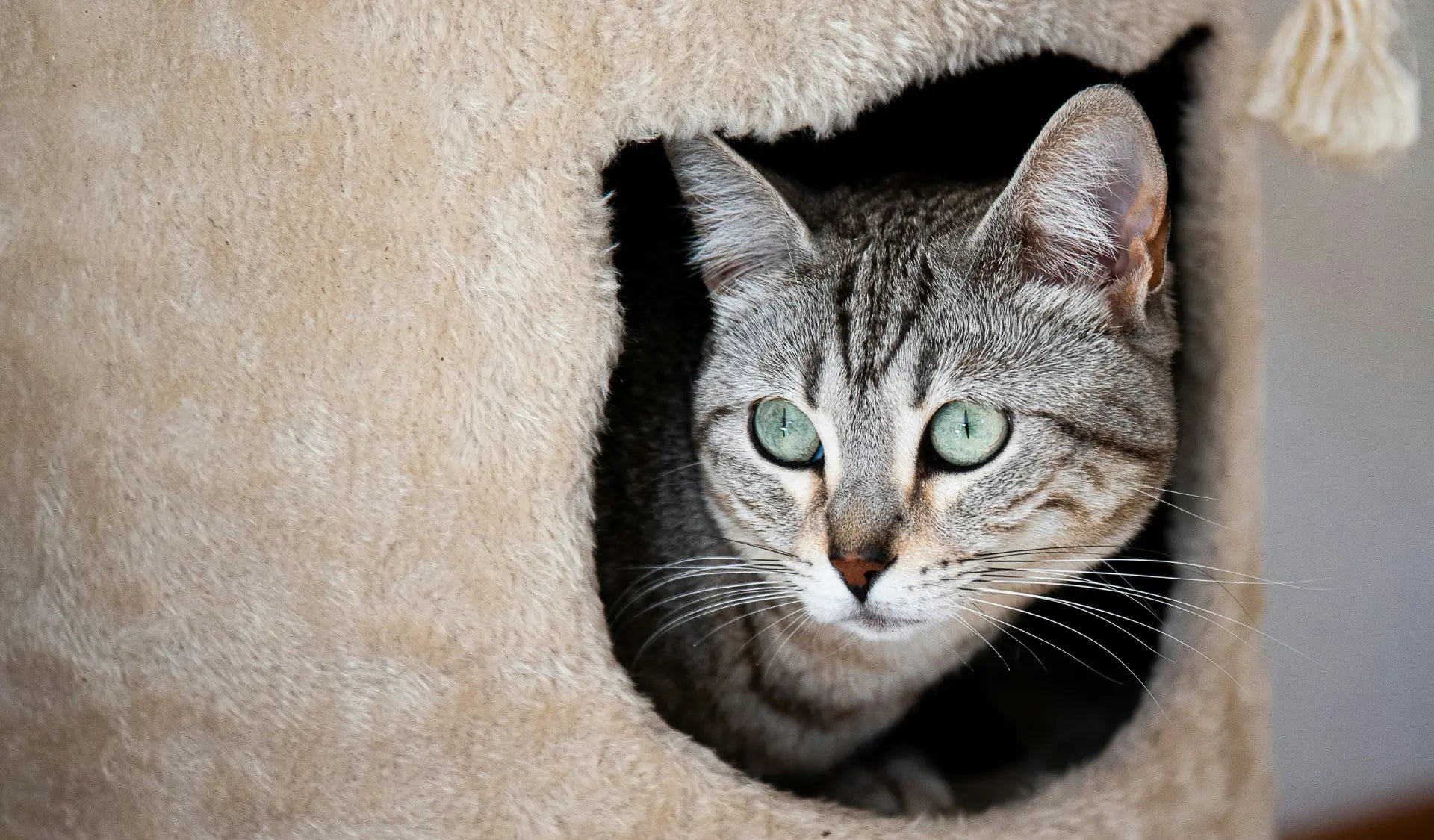 Katze guckt entspannt aus einer Katzenhöhle heraus