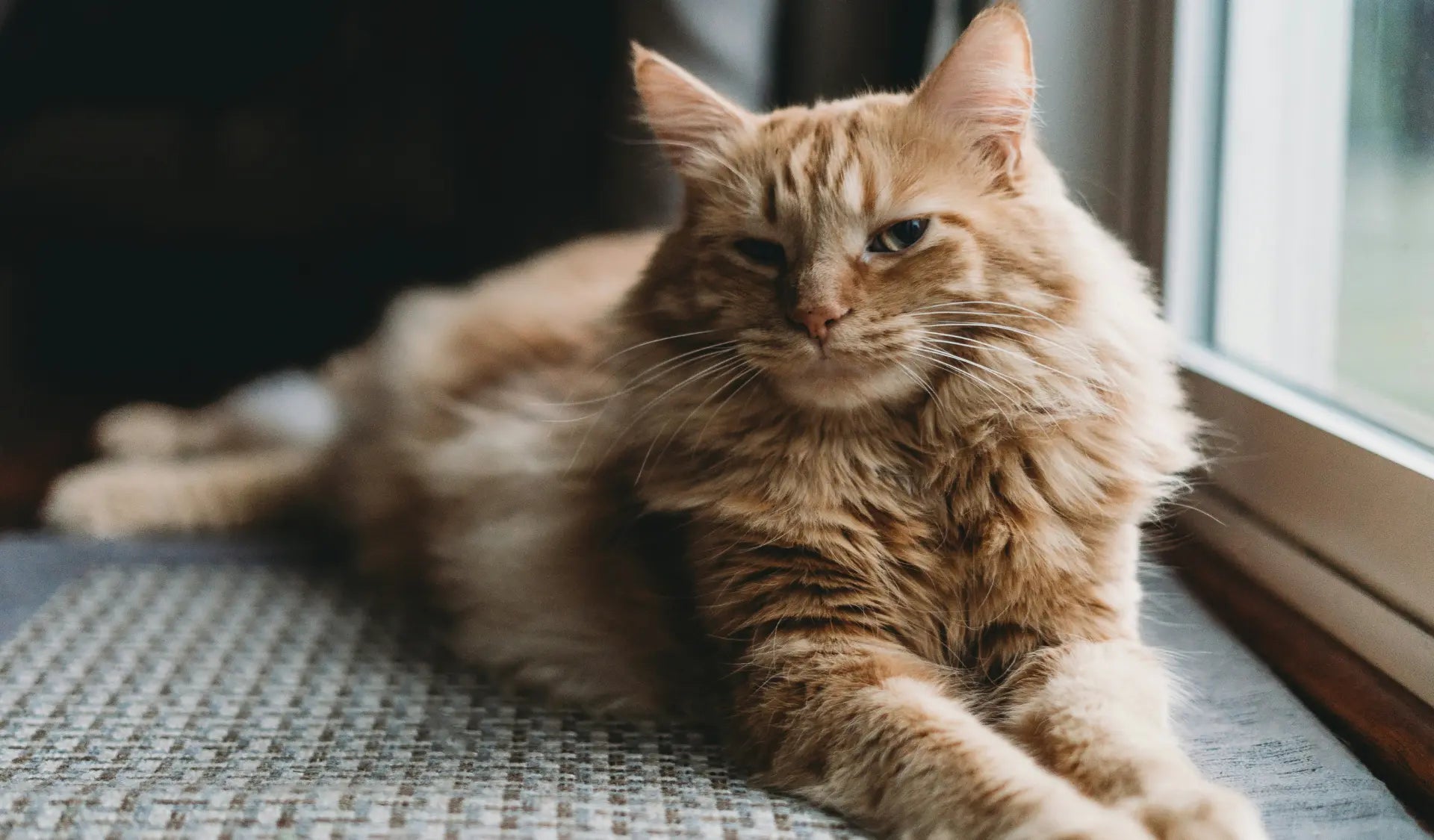 Langhaarige Katze liegt entspannt zuhause auf einem Kissen und wartet auf ihre Fellpflege.