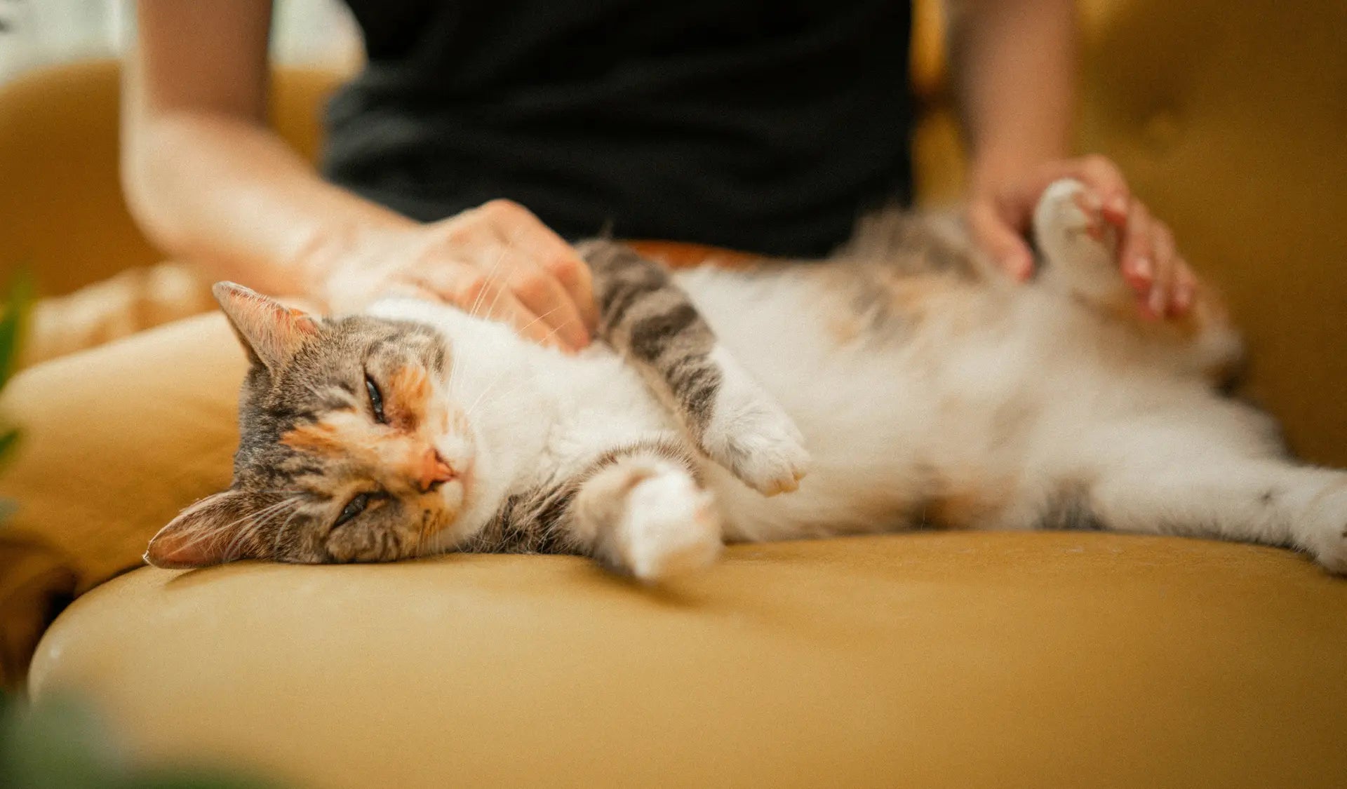 Person streichelt eine entspannte Katze auf der Couch bei der Katzenbetreuung.