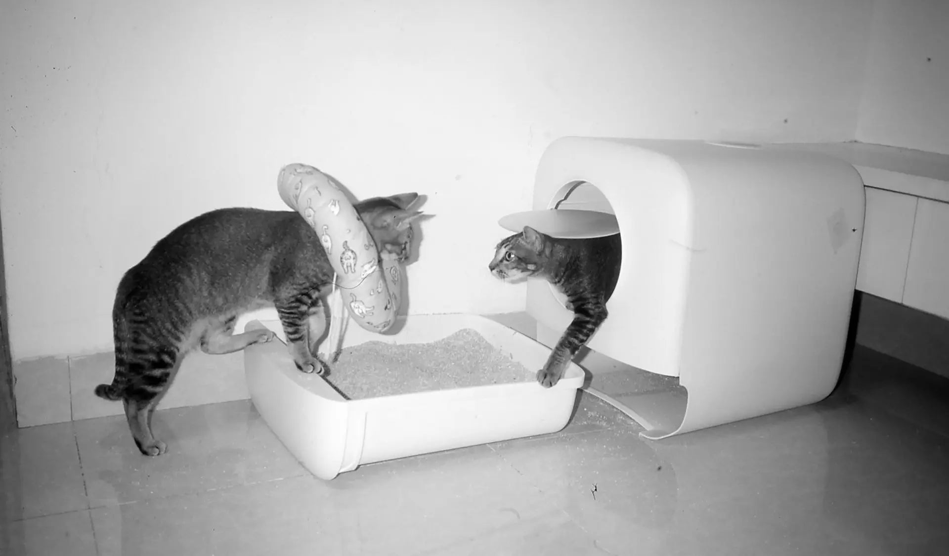 zwei katzen stehen vor einer offenen und einer geschlossene Katzentoilette.