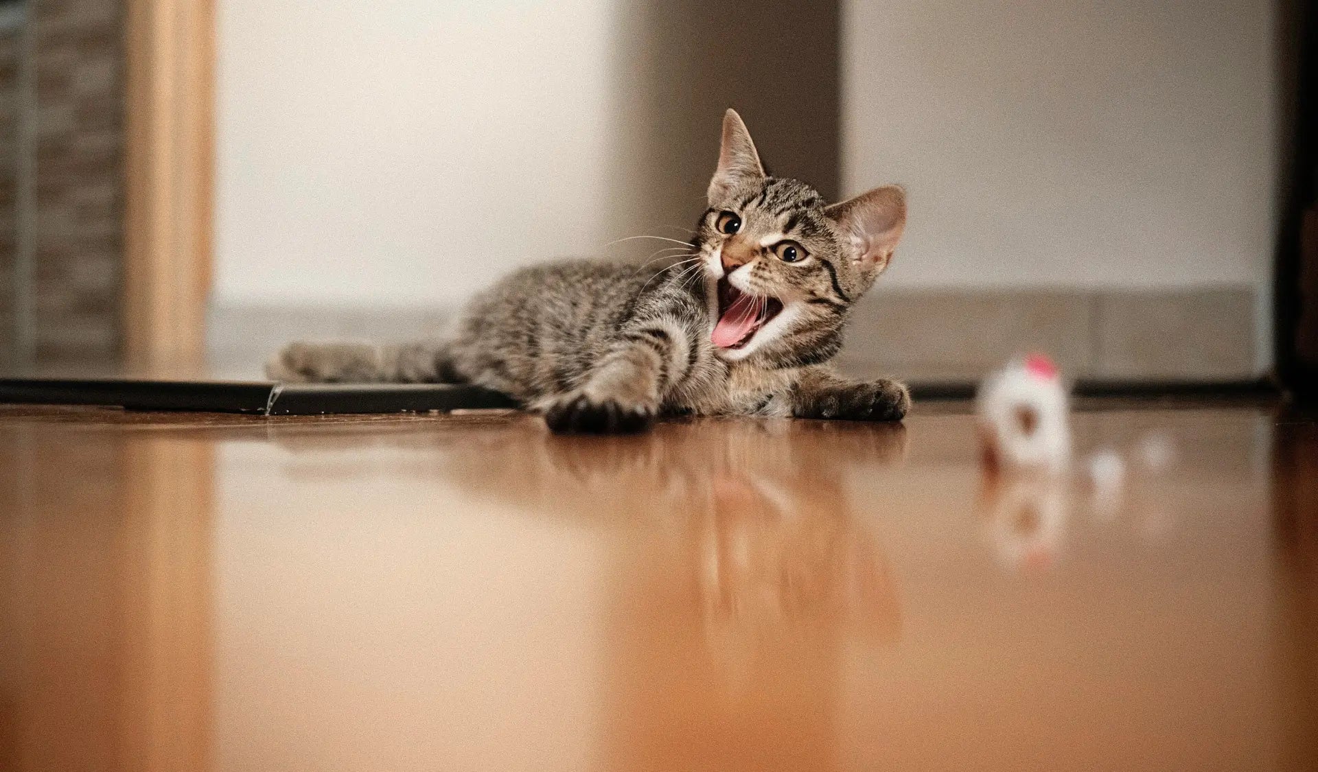 Kitten spielt wild und schnappt mit den Pfoten nach einem Spielzeug.