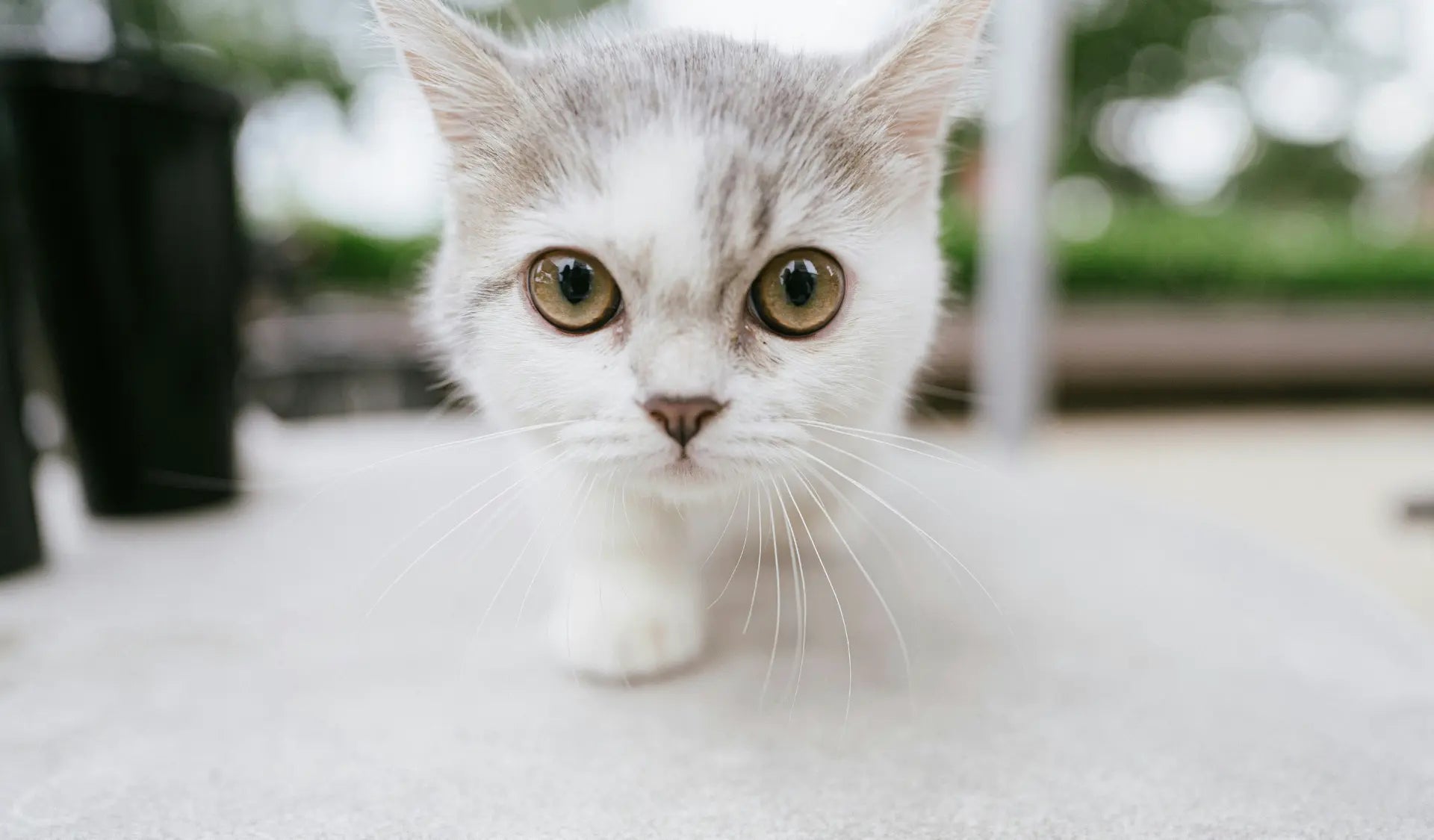 Kitten erkundet vorsichtig sein neues Zuhause in den ersten Tagen.