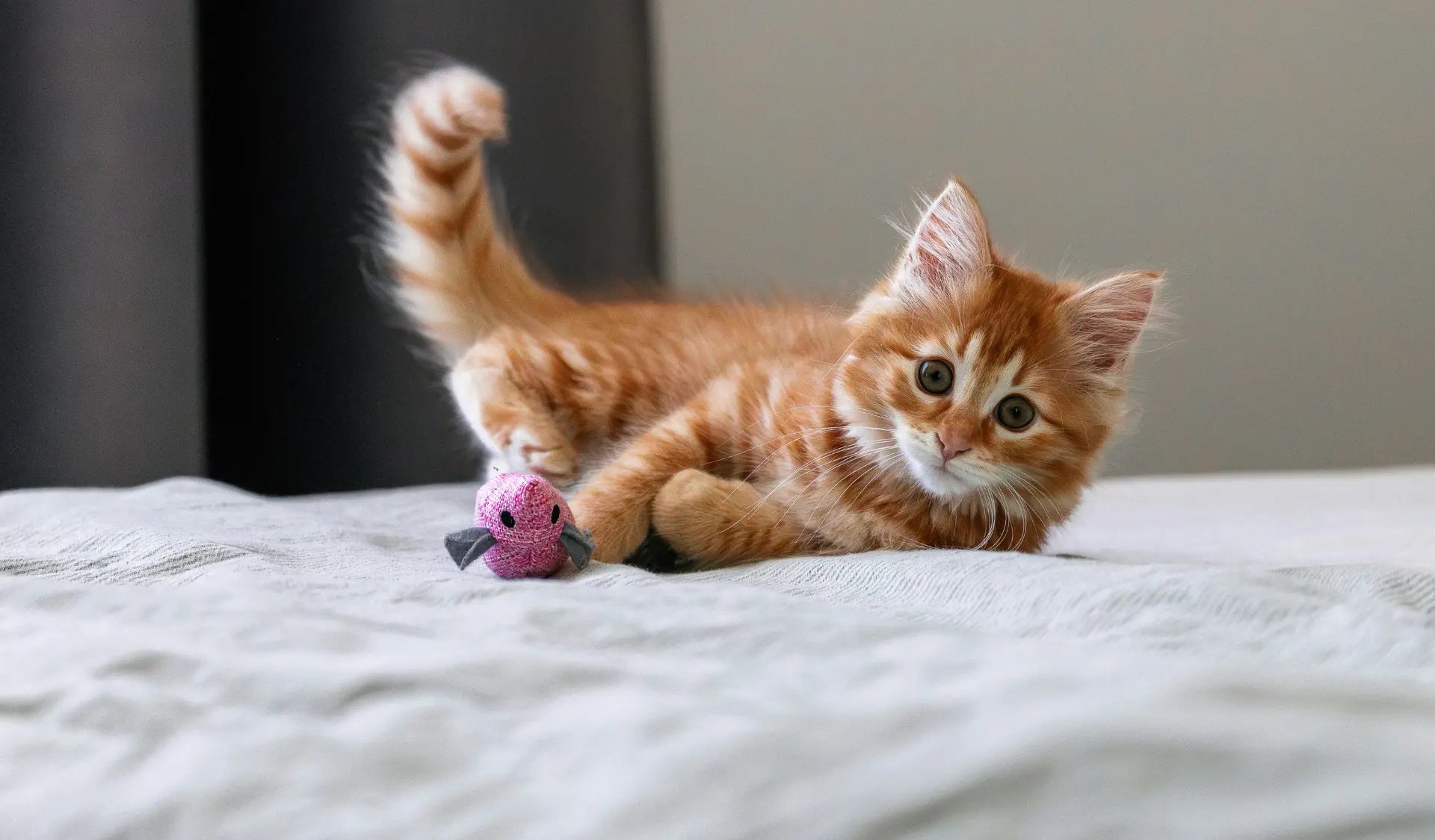 Kleines Kitten liegt entspannt auf seinem Schlafplatz zuhause