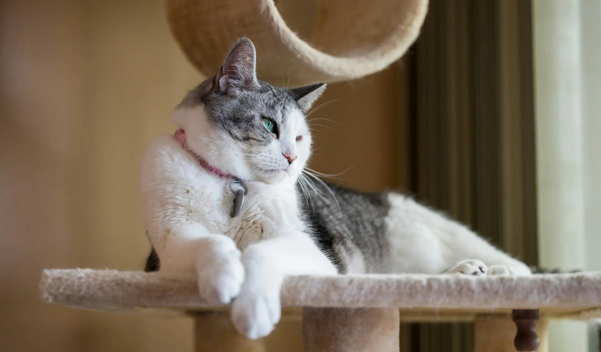 Katze entspannt auf einem großen Kratzbaum für Wohnungskatzen im Wohnzimmer.